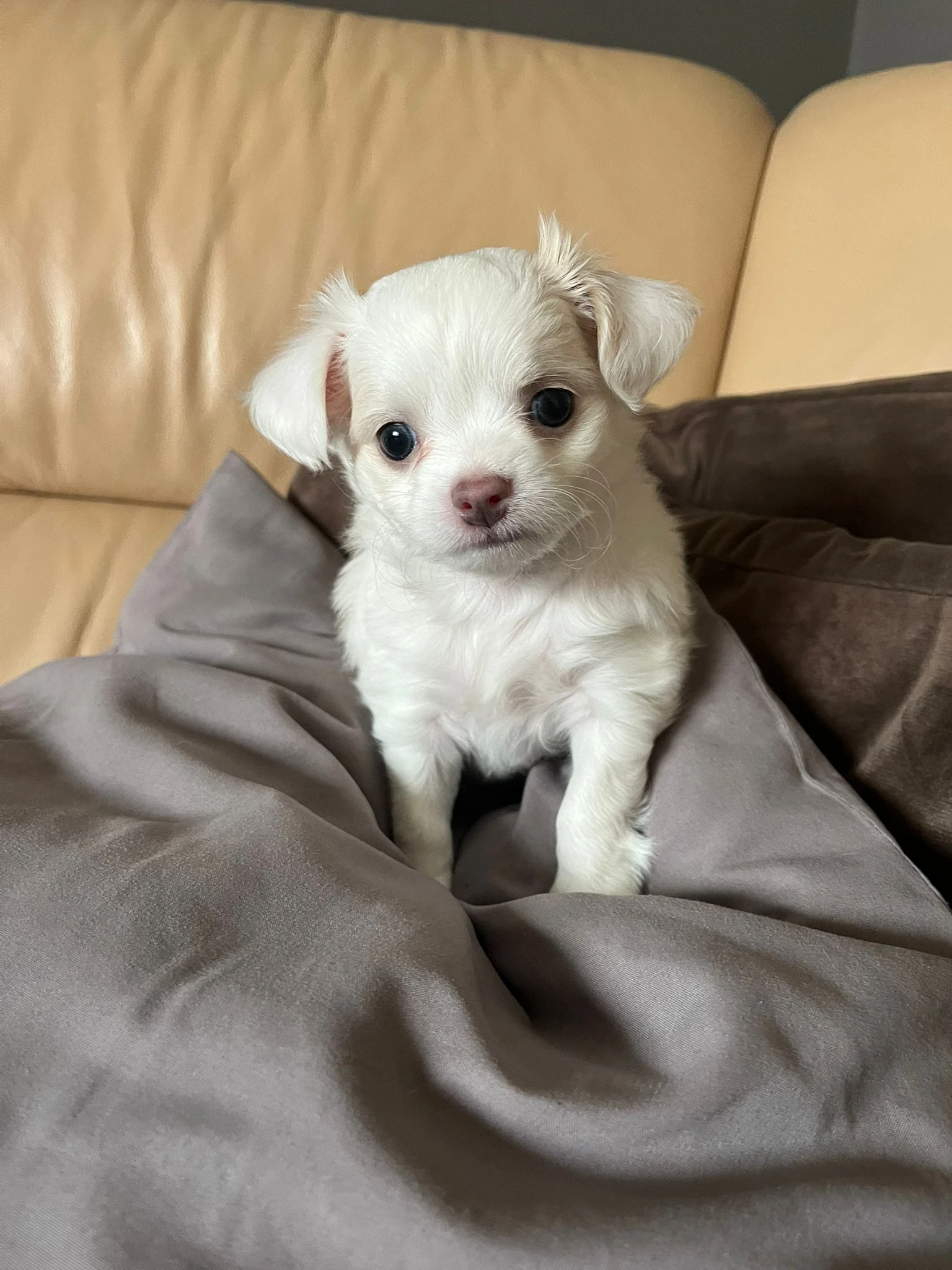 Štěňátka typu Čivava bez PP (Pardubický kraj)