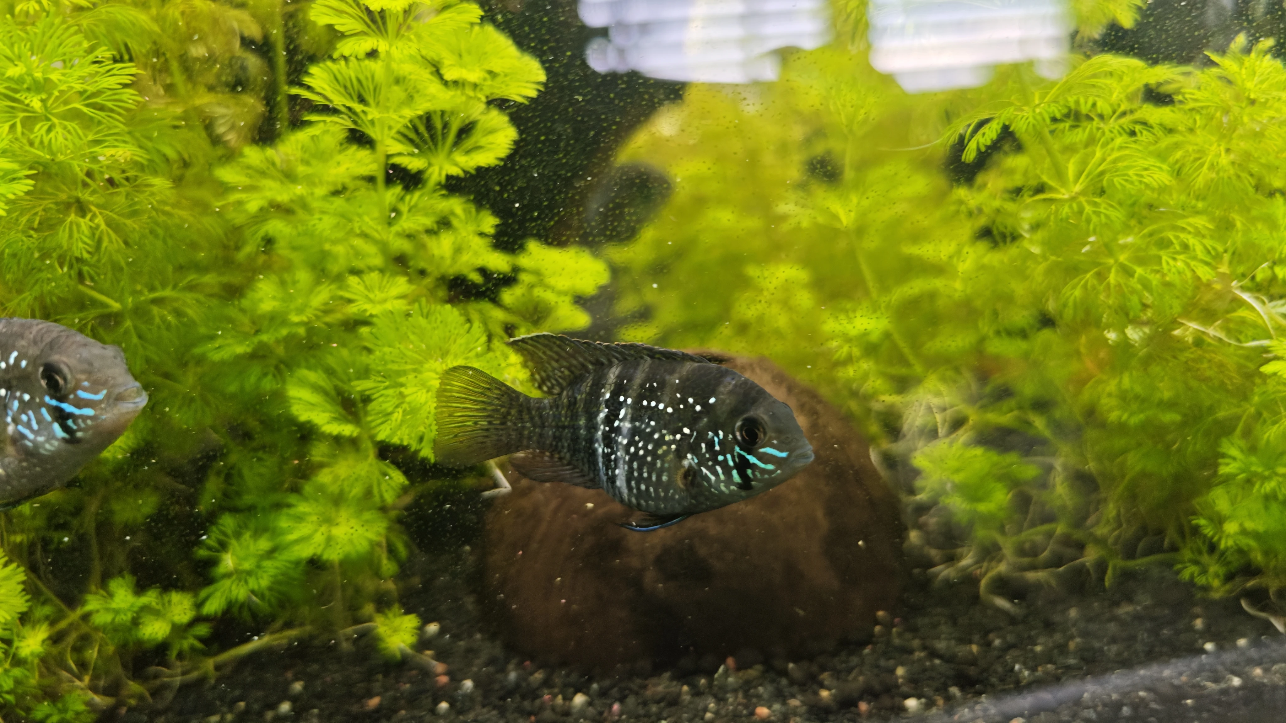 Daruji vlastní odchov akary modré