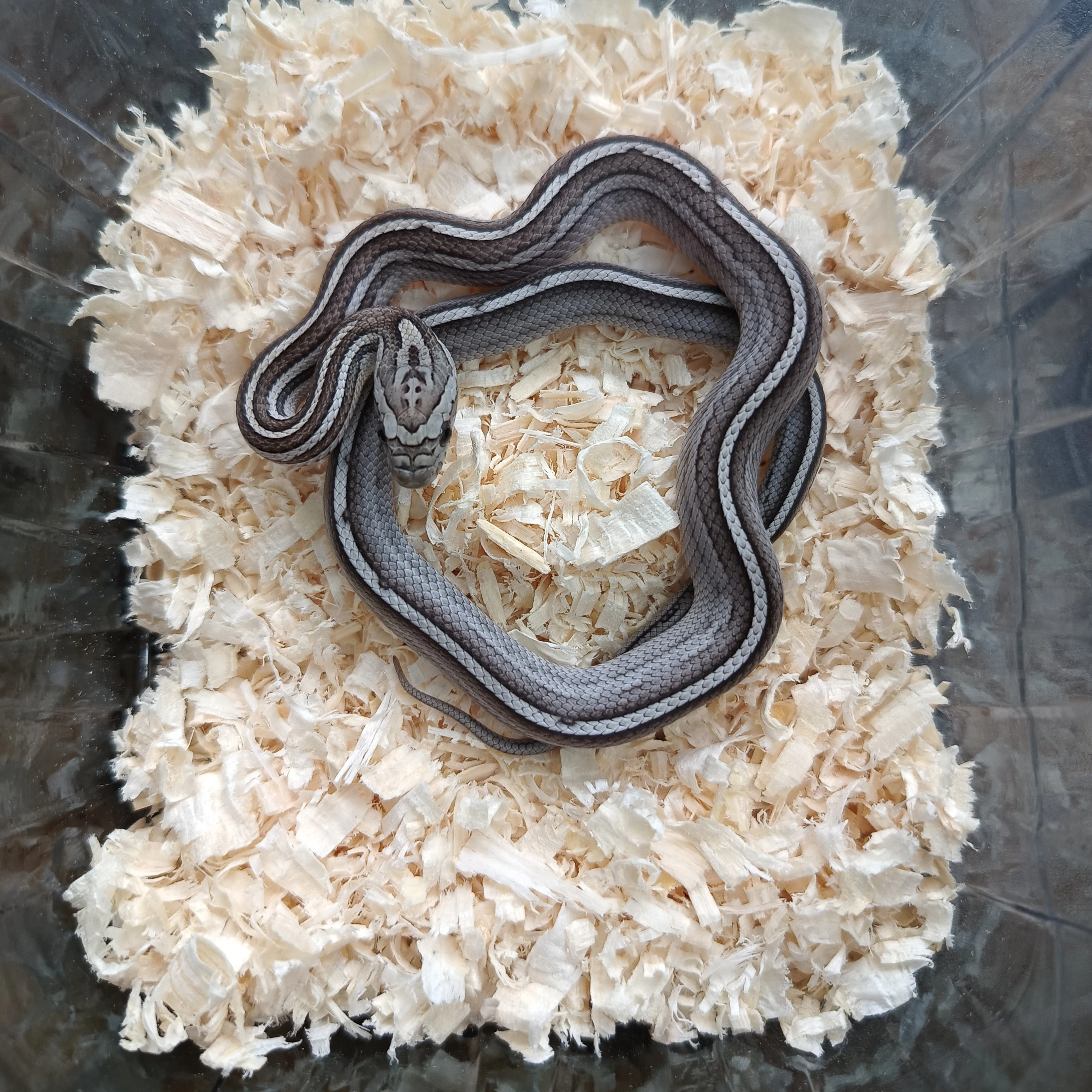 Užovka červená - odchov NZ 2025