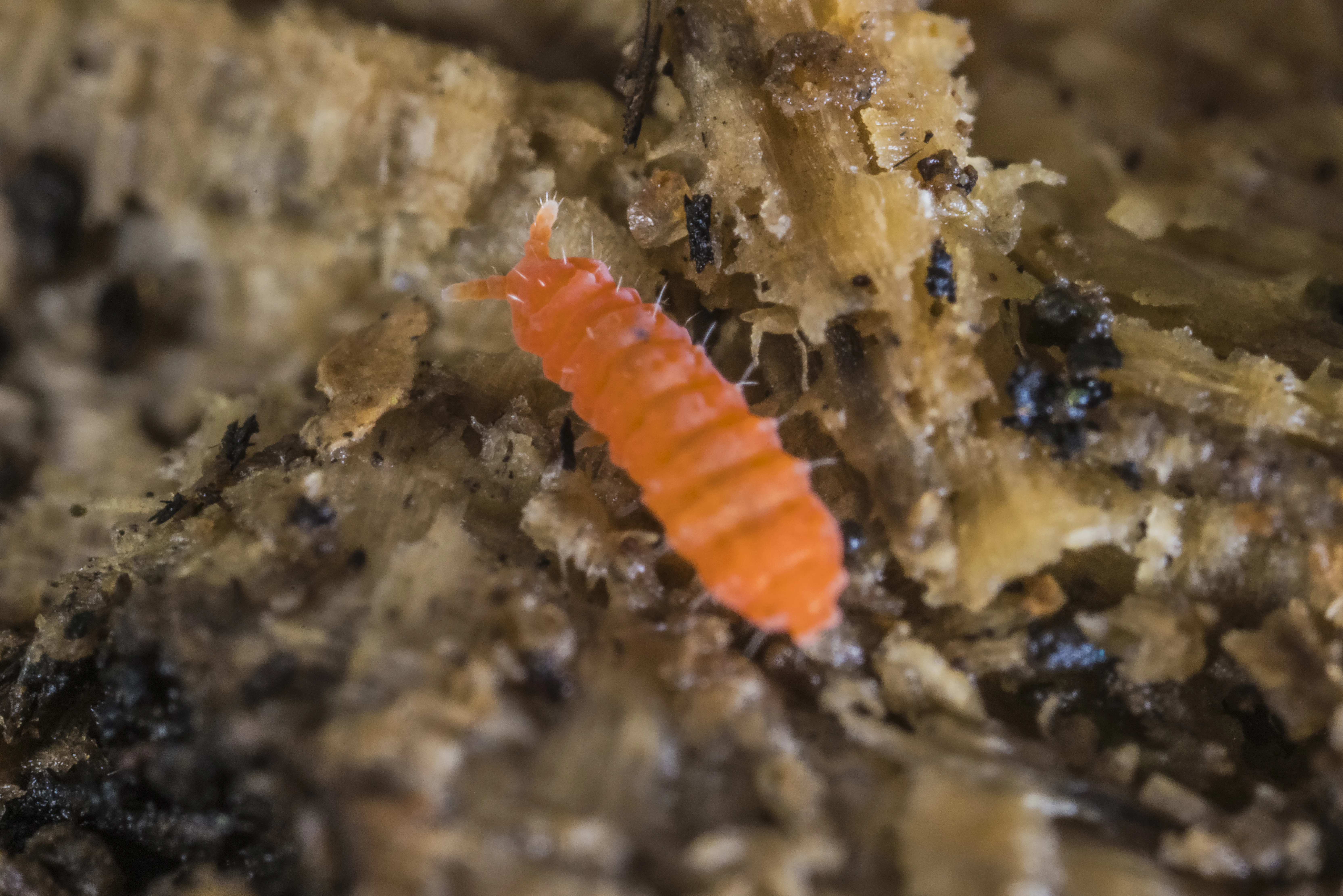 Yuukianura aphoruroides