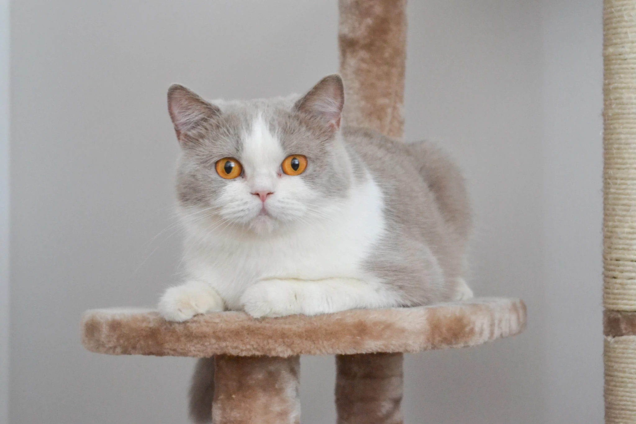 Britská krátkosrstá mačka s PP