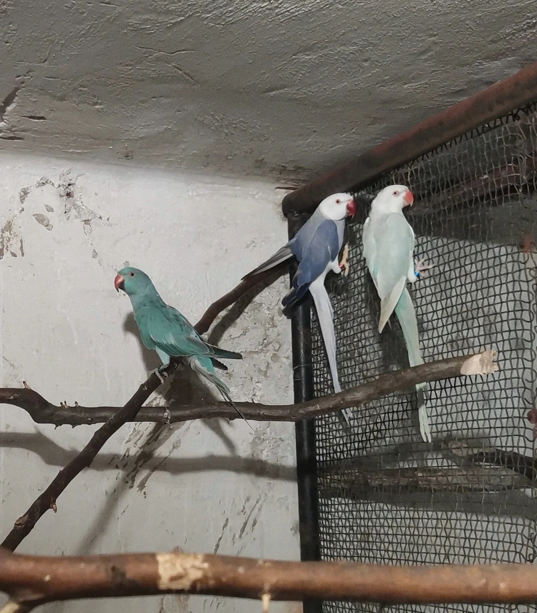 Prodám alexandr malý