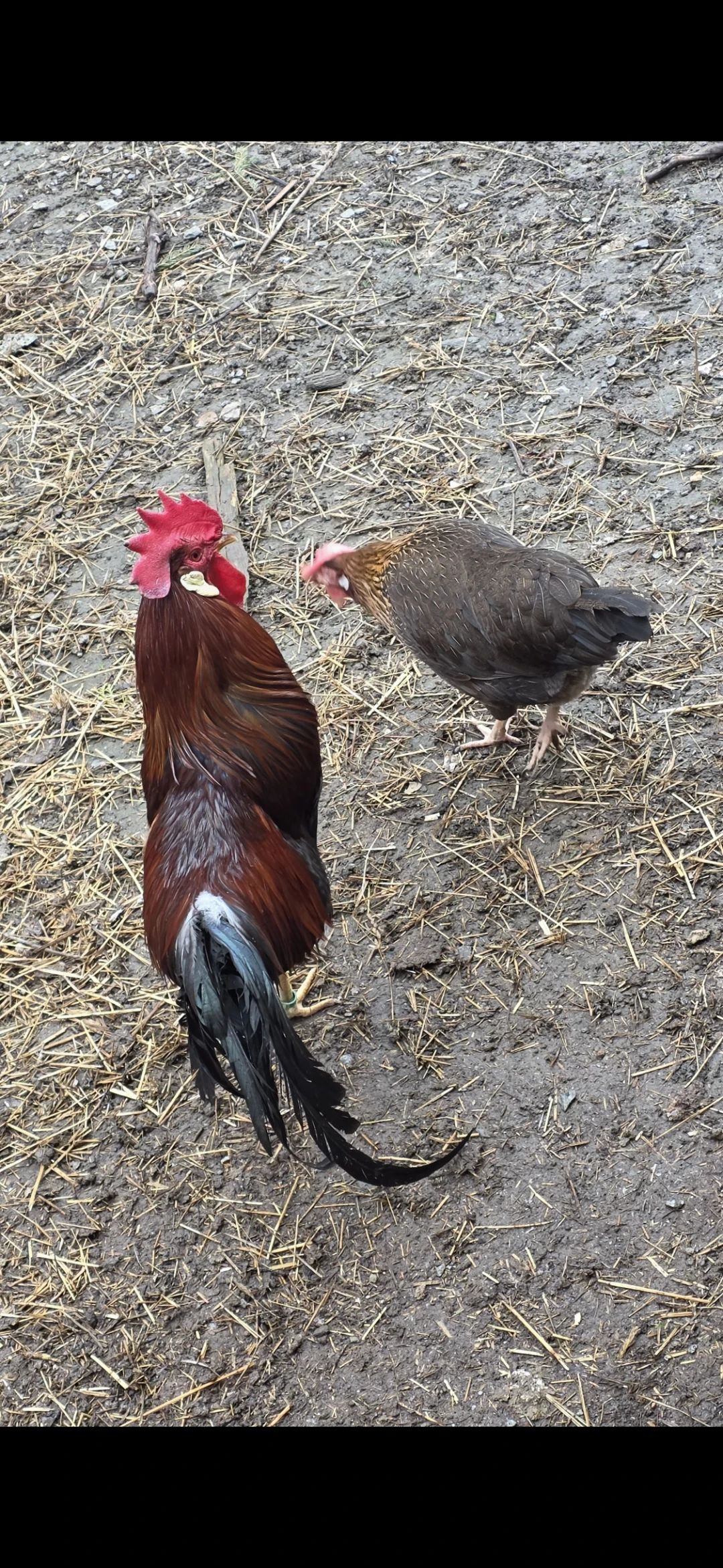 Násadová vajíčka Vlašek koroptvích