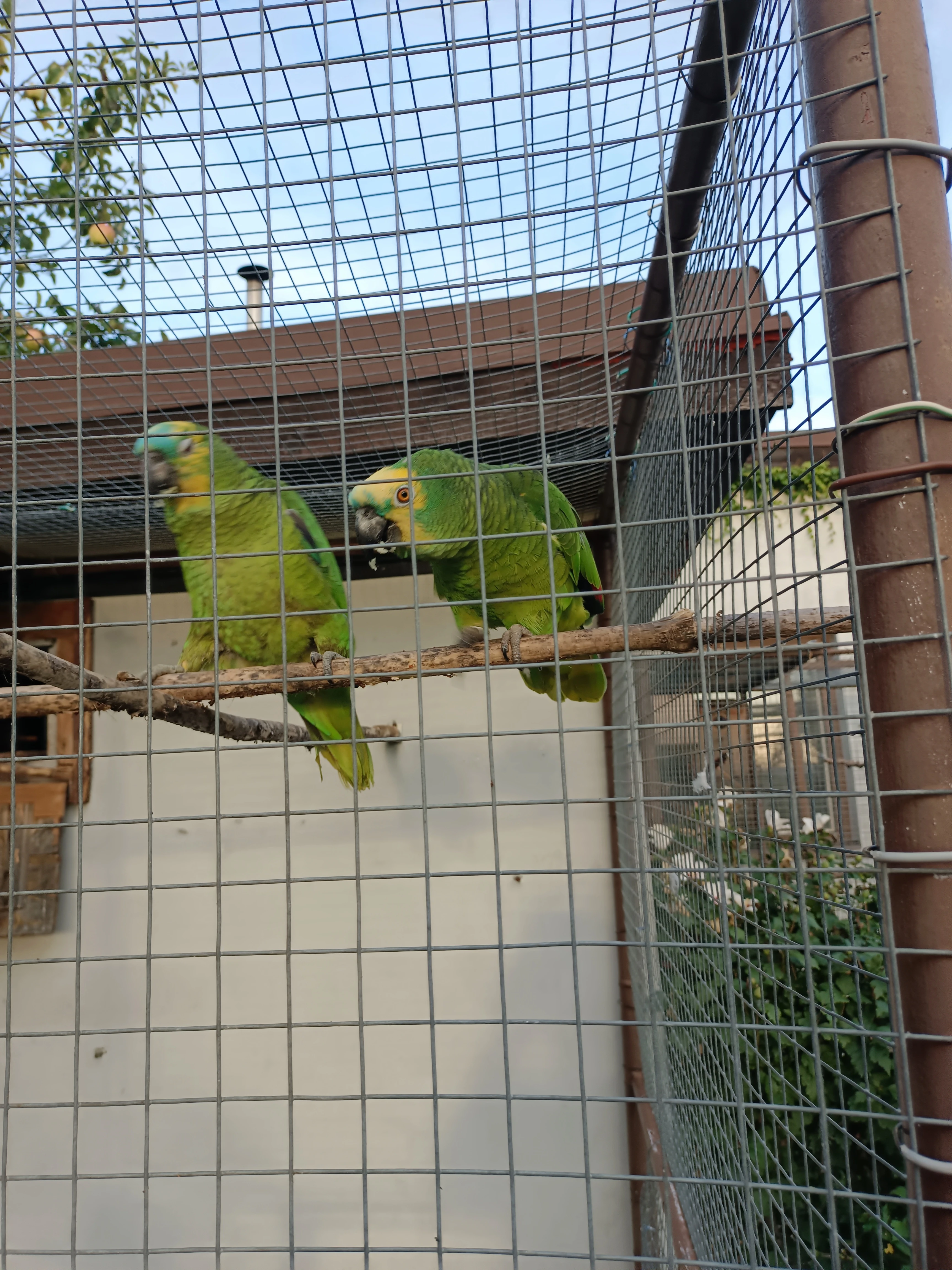 Amazoňan modročelý - chovný pár