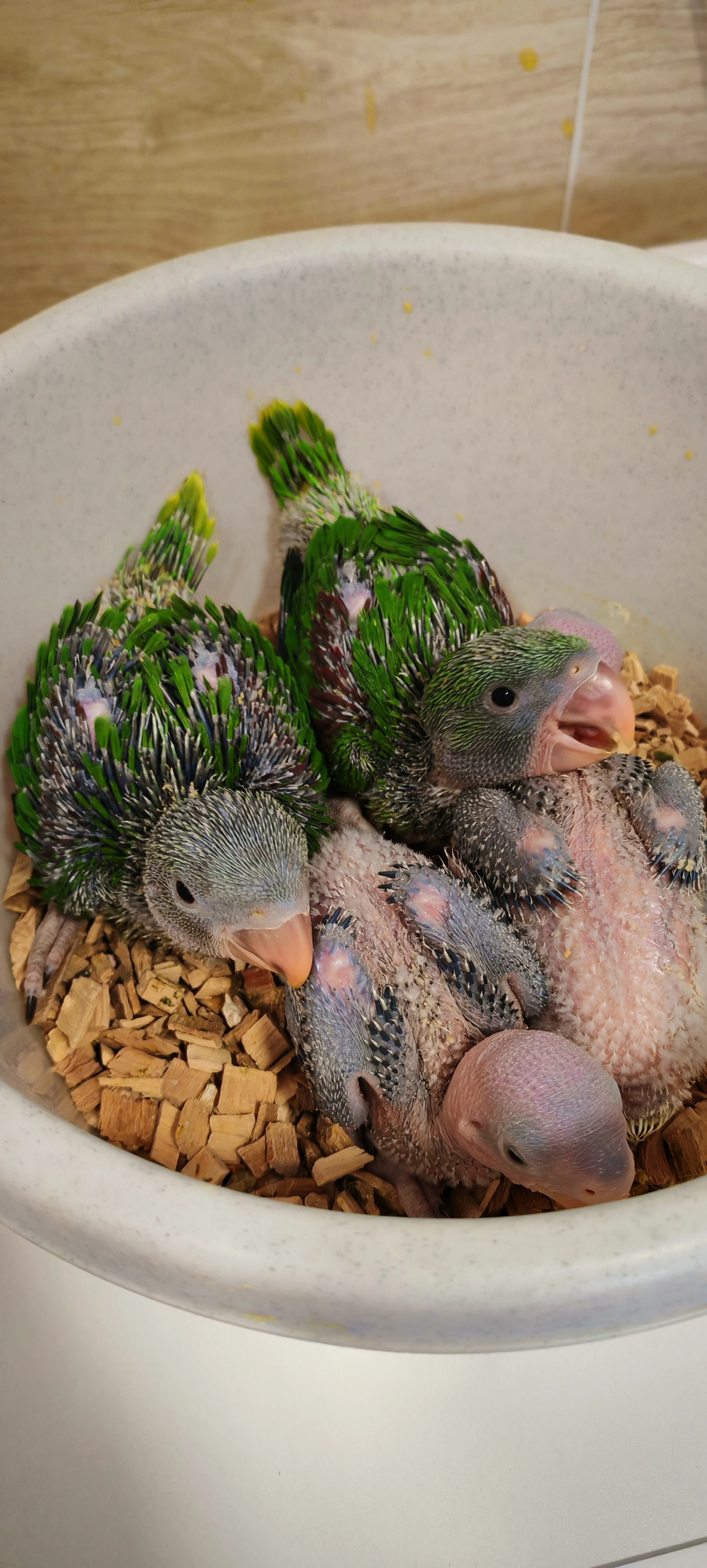 Alexandr velký, malý