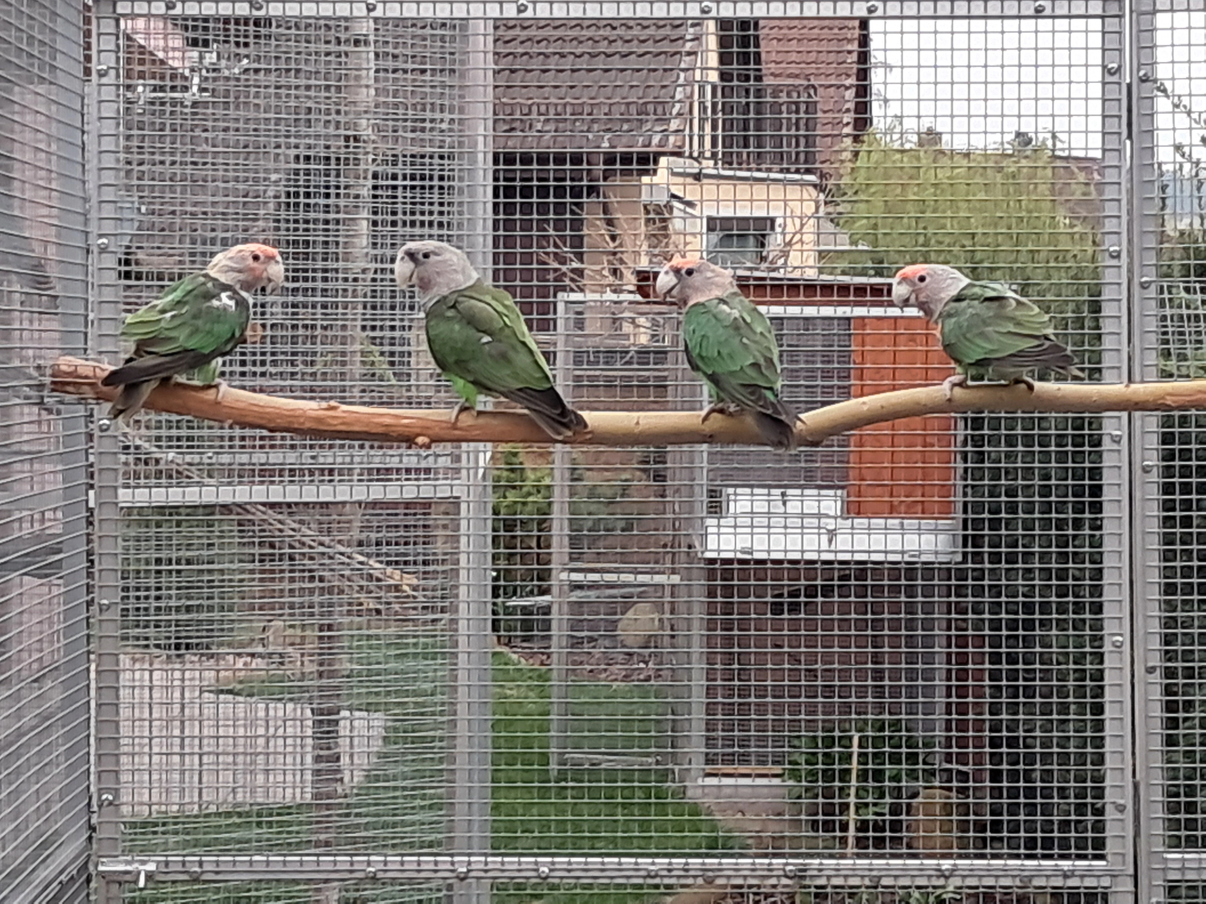 Papoušek šedohlavý-kapský