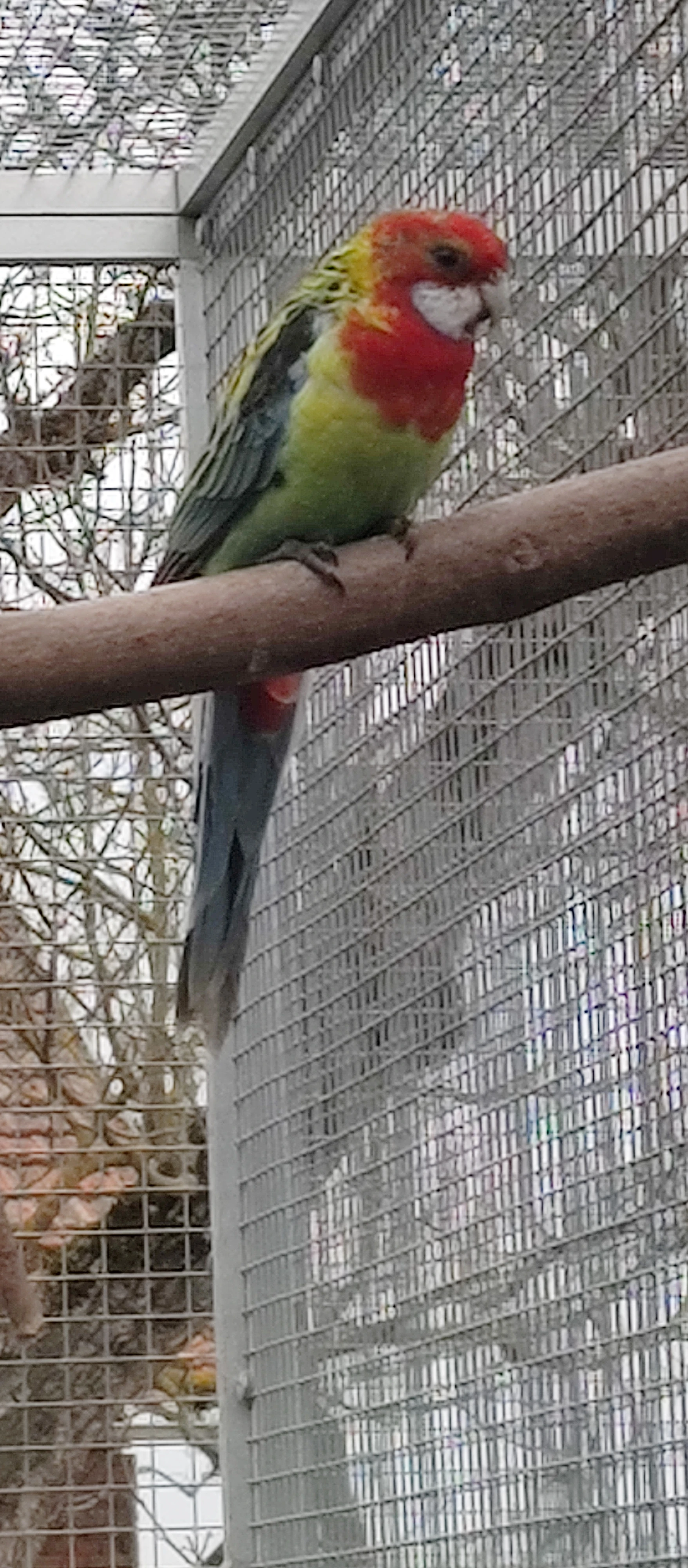 Rosely pestré, přírodní, 0.2