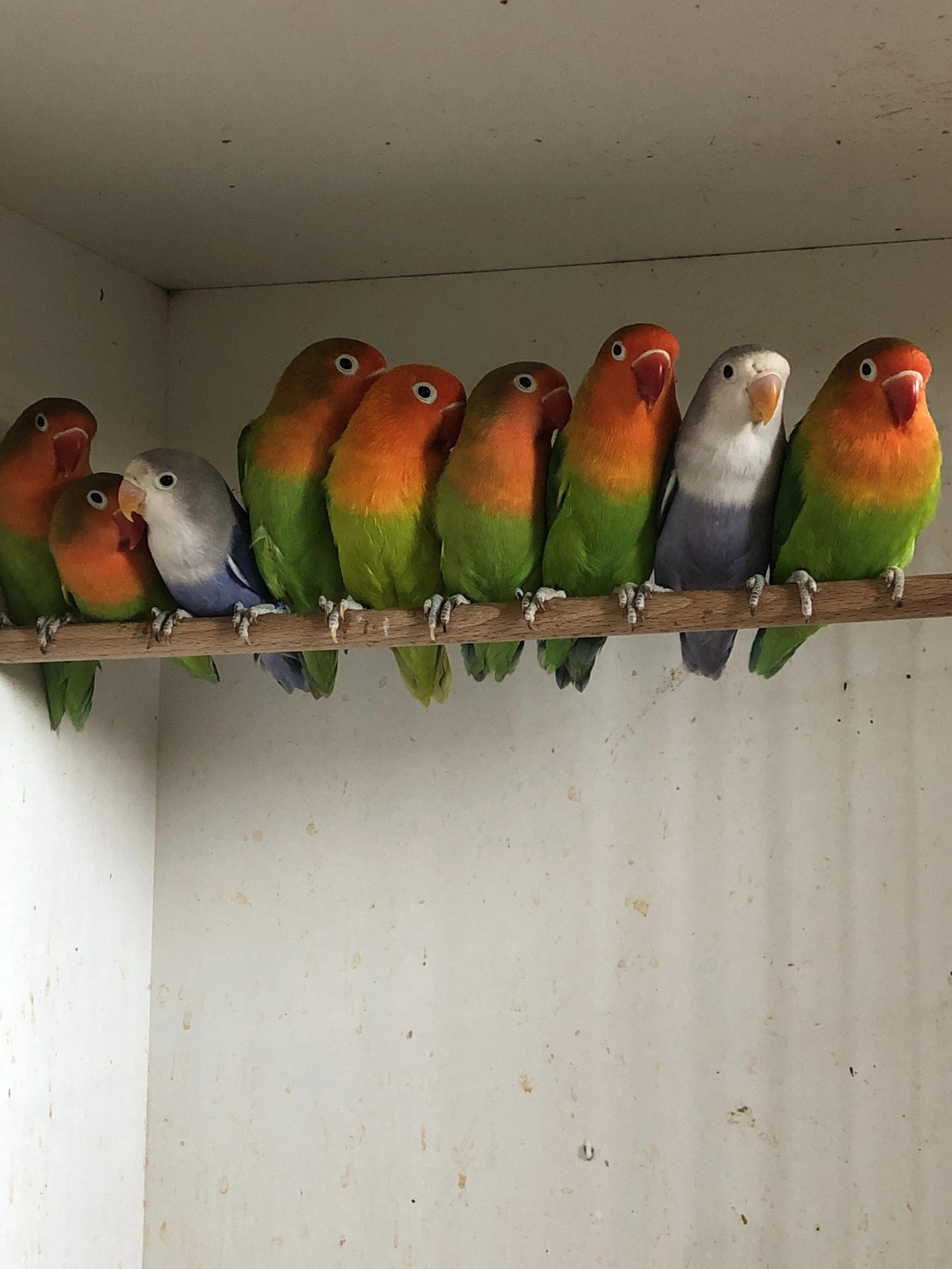 Prodám Agapornis fischeri opalín, euwing opalín , přírodní zelená