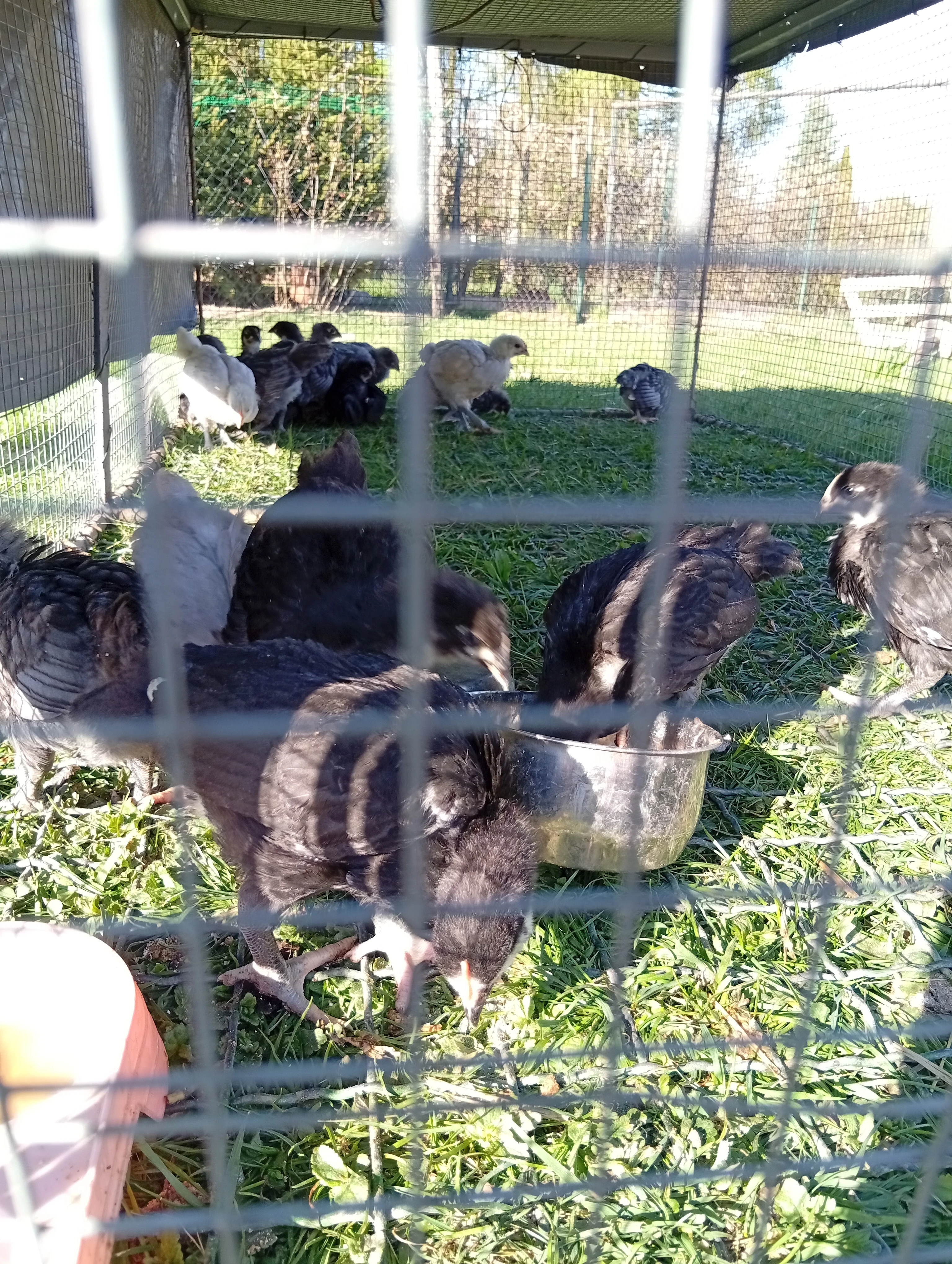 Kuřata dvorkovy mix