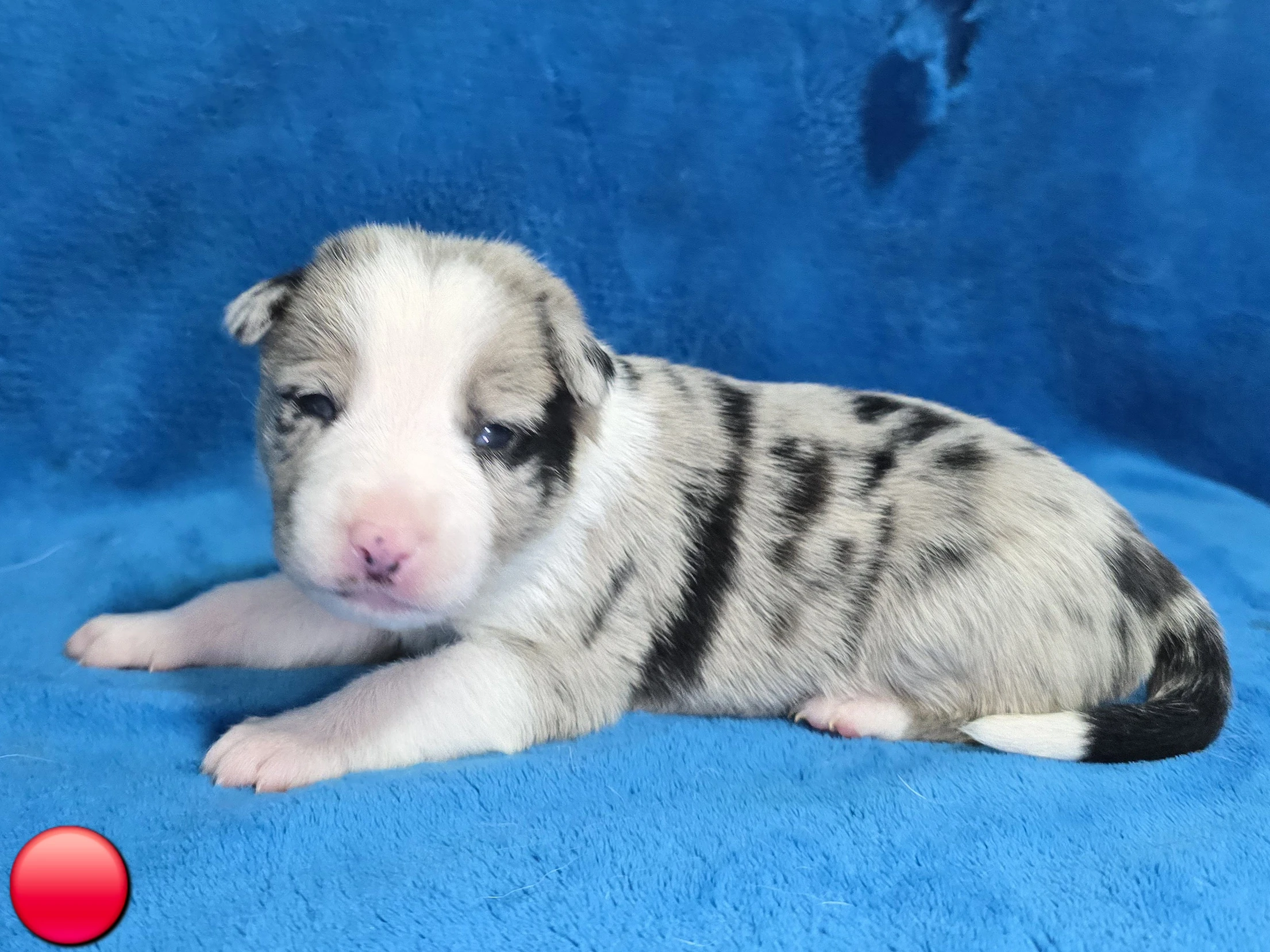 Border kolie Štěňátka s vyšetřením a PP