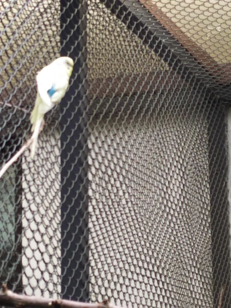 Andulky 1/26 až 2/26