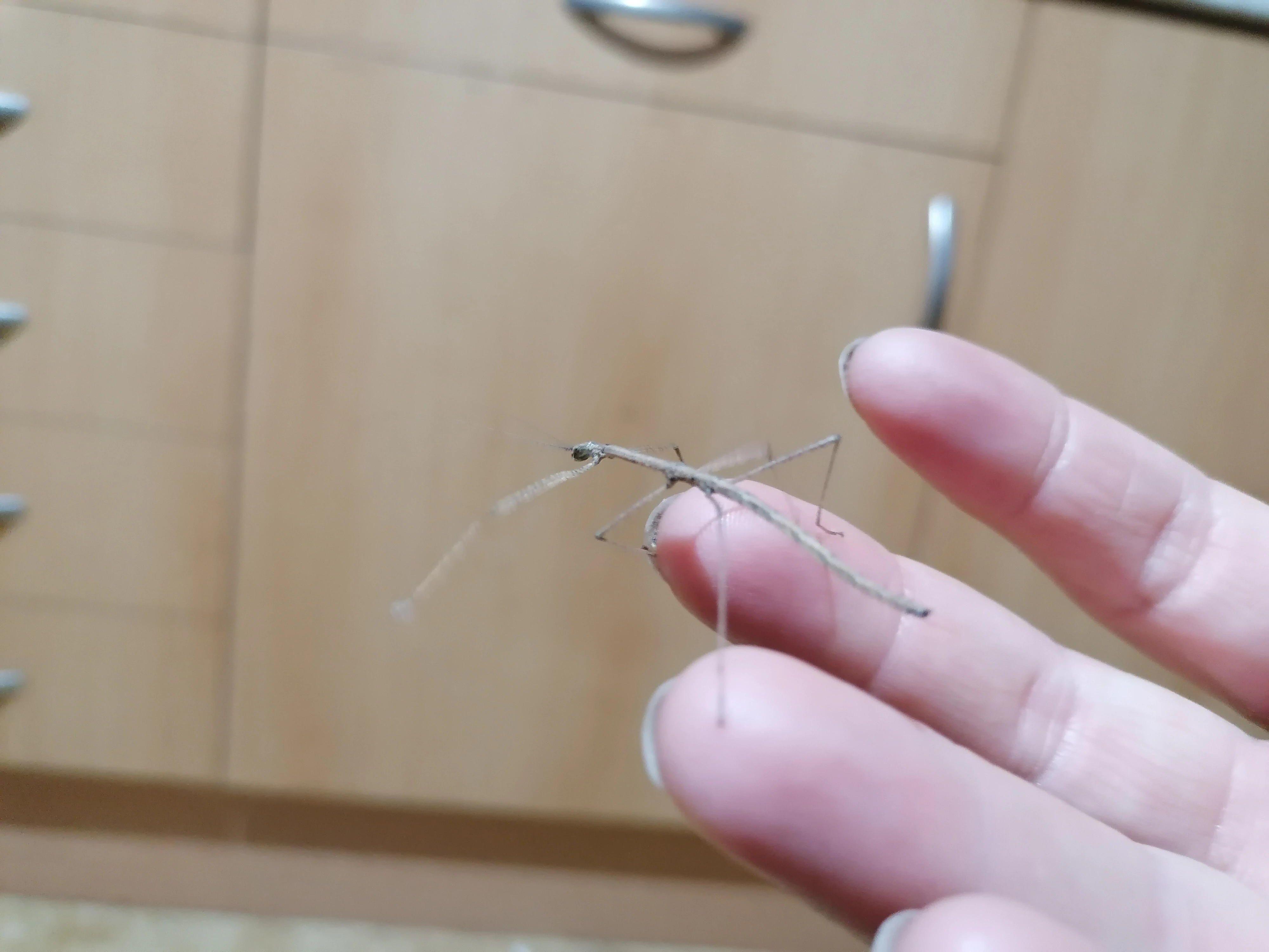 Strašilky - pakobylky