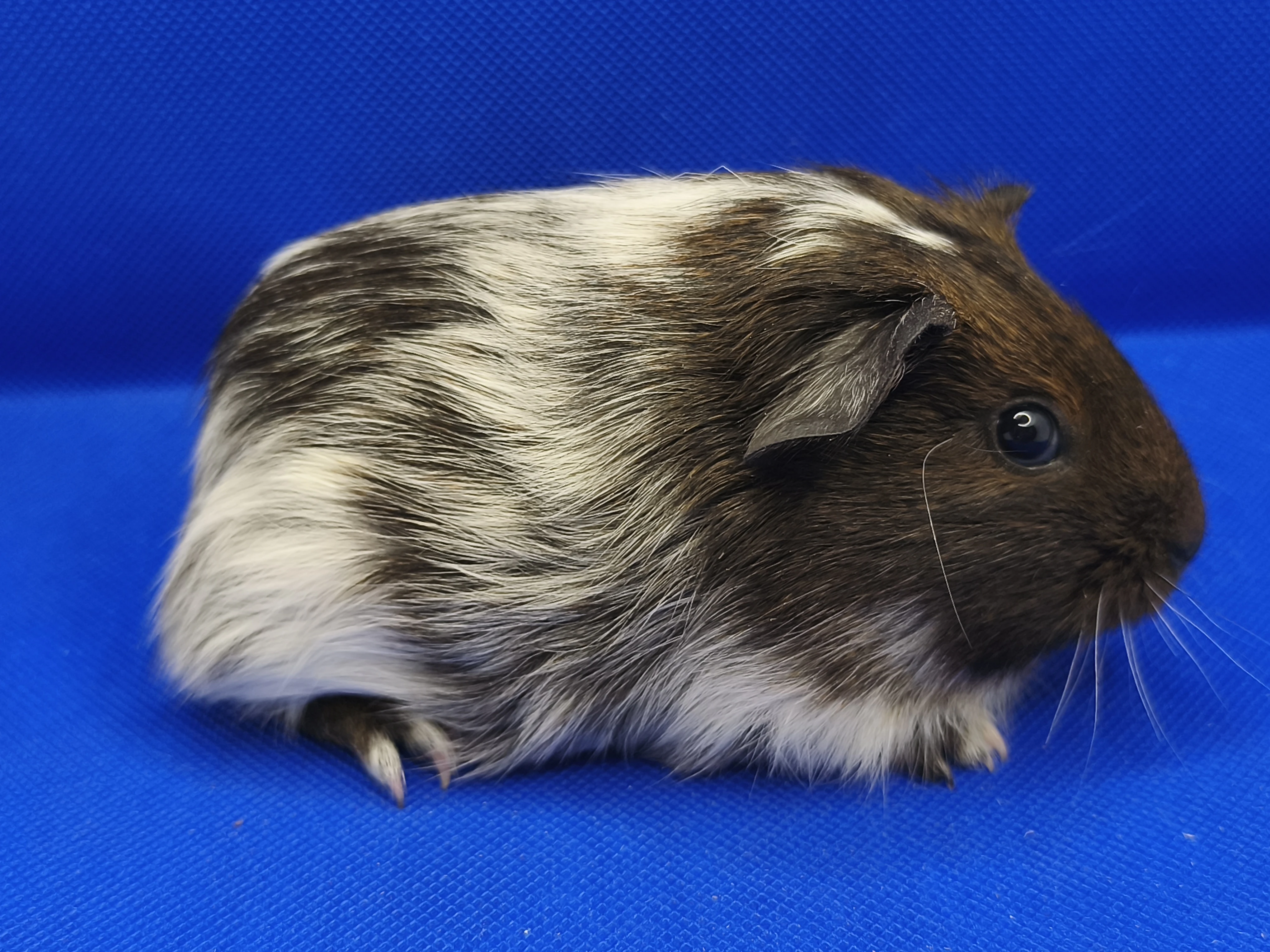 Morče mládě sameček s PP