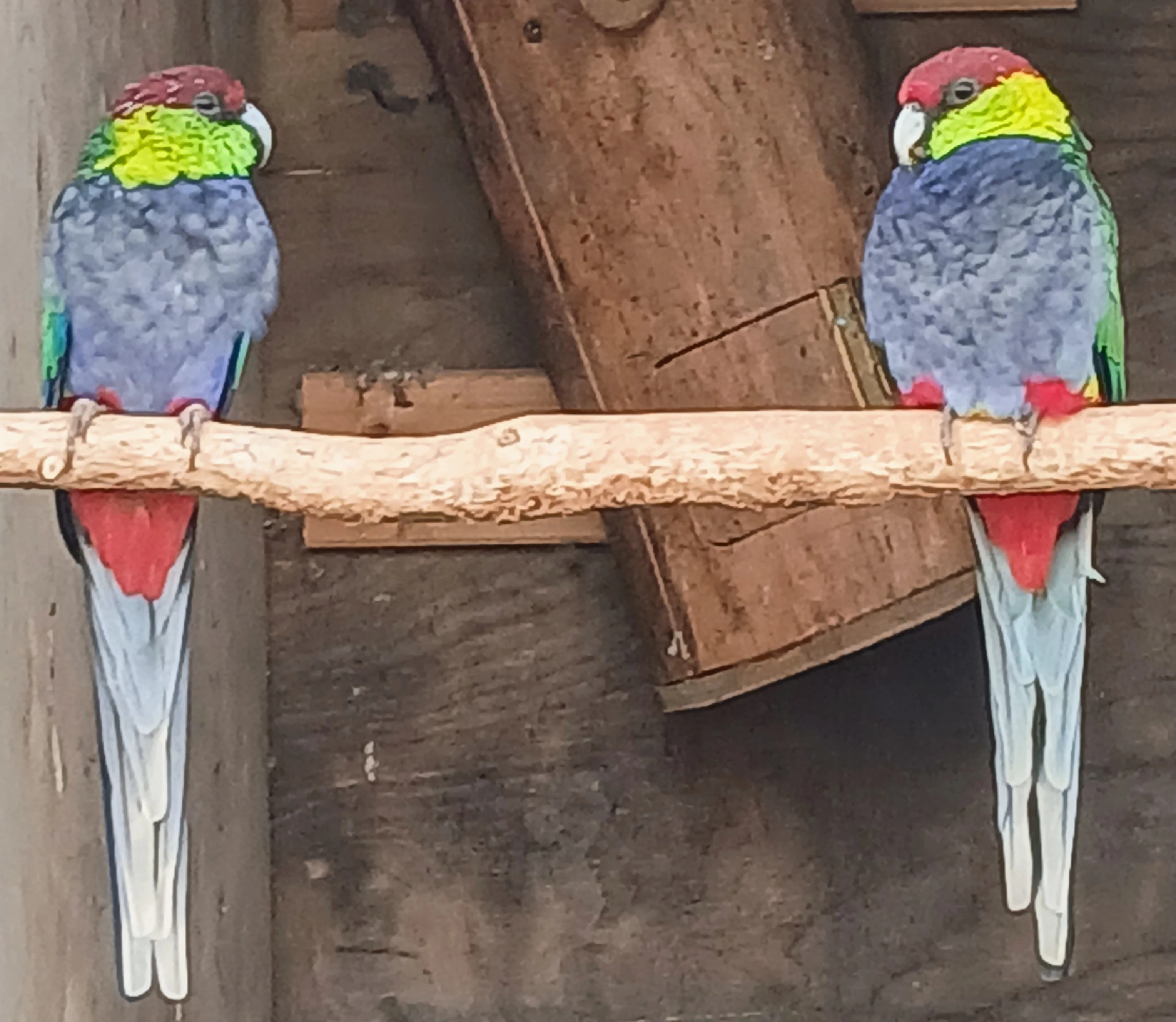 Papoušek červenočapkovy