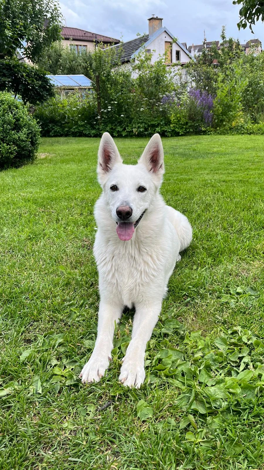 Štěňata bílý švýcarský ovčák