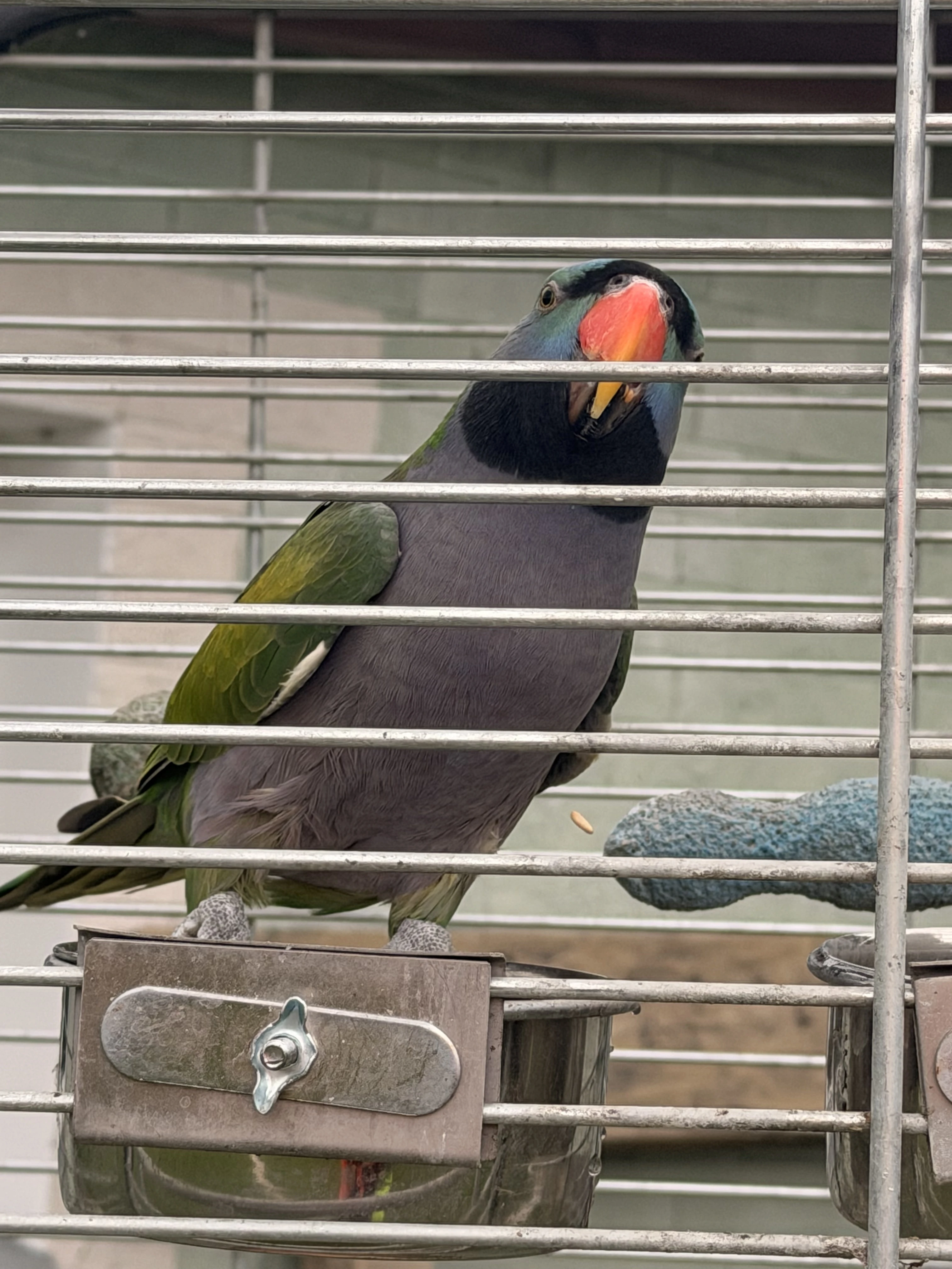 Prodám Alexandra Čínského včetně voliéry