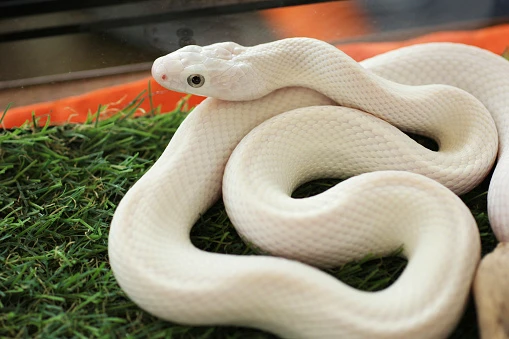 Pantherophis obsoleta lindheimeri Leucistic