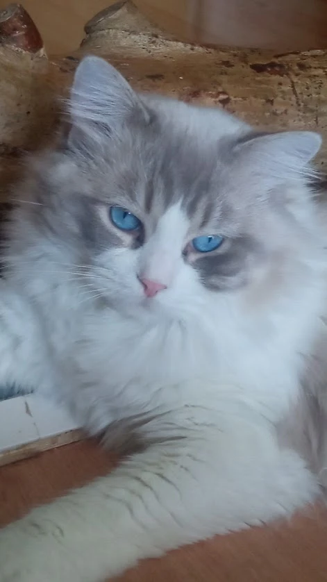 Kocourek ragdoll s PP