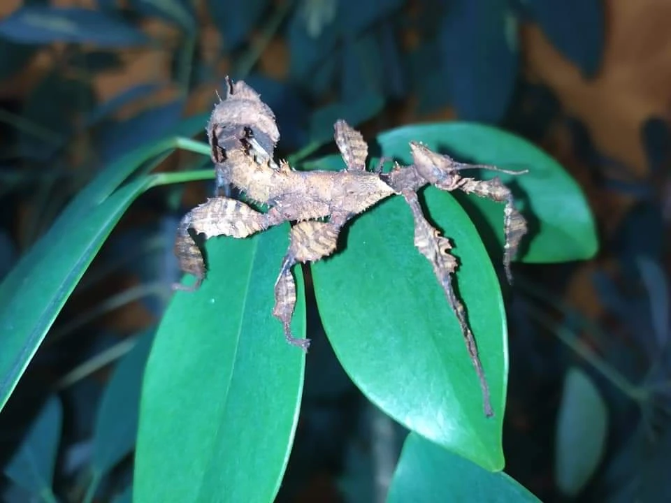 Strašilky australské