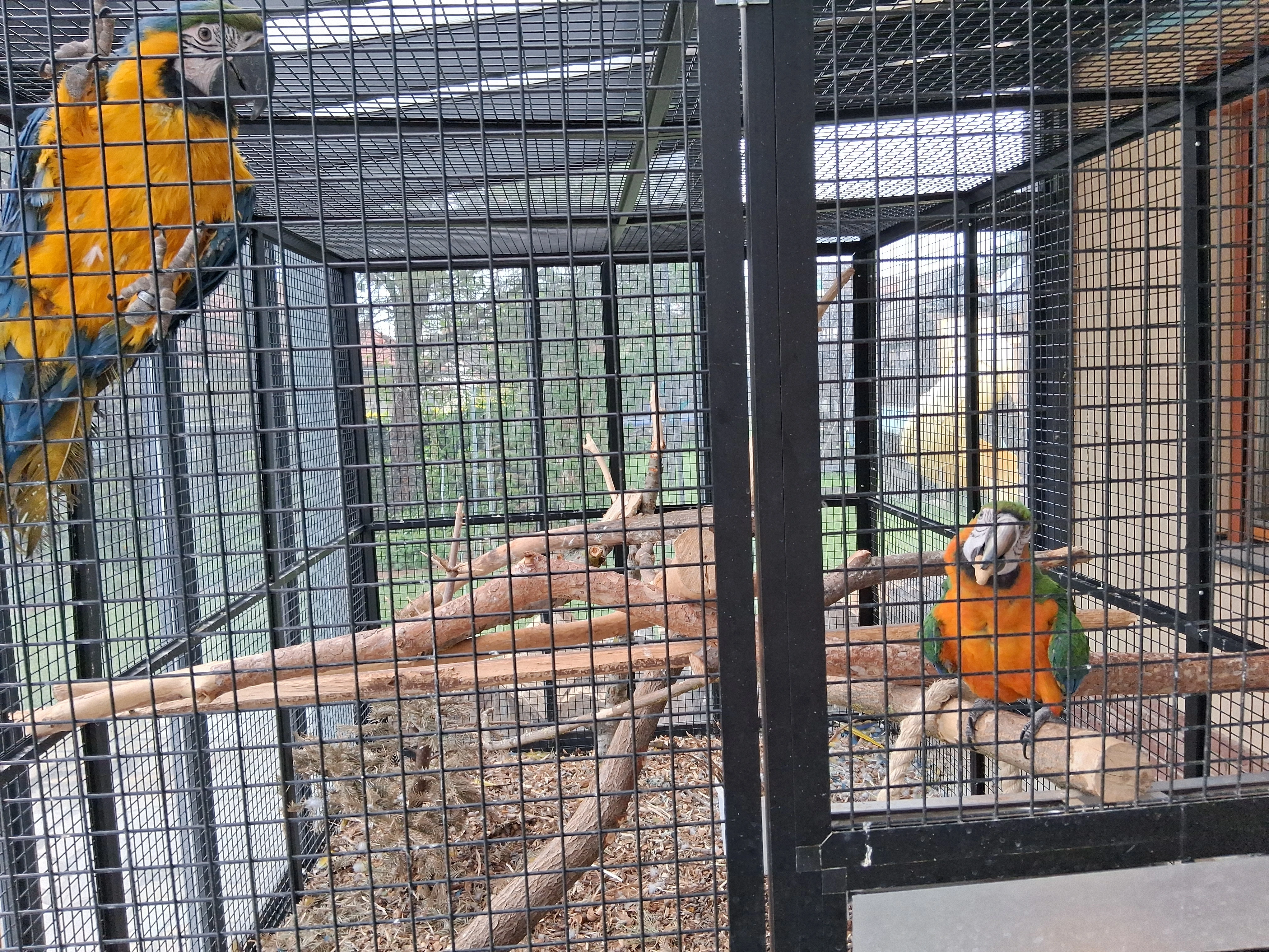 Samička 2 roky stará Ara Ararauna