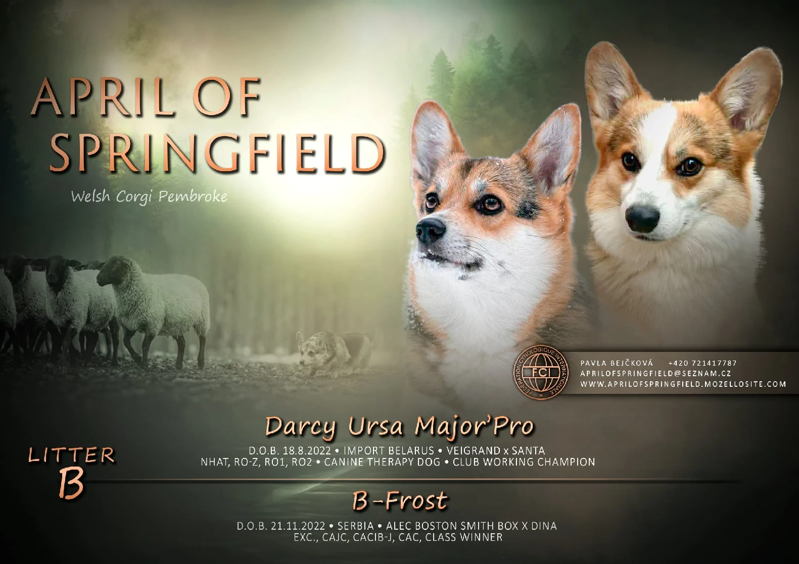 Štěňátka Welshcorgi Pembroke po pracovních rodičích