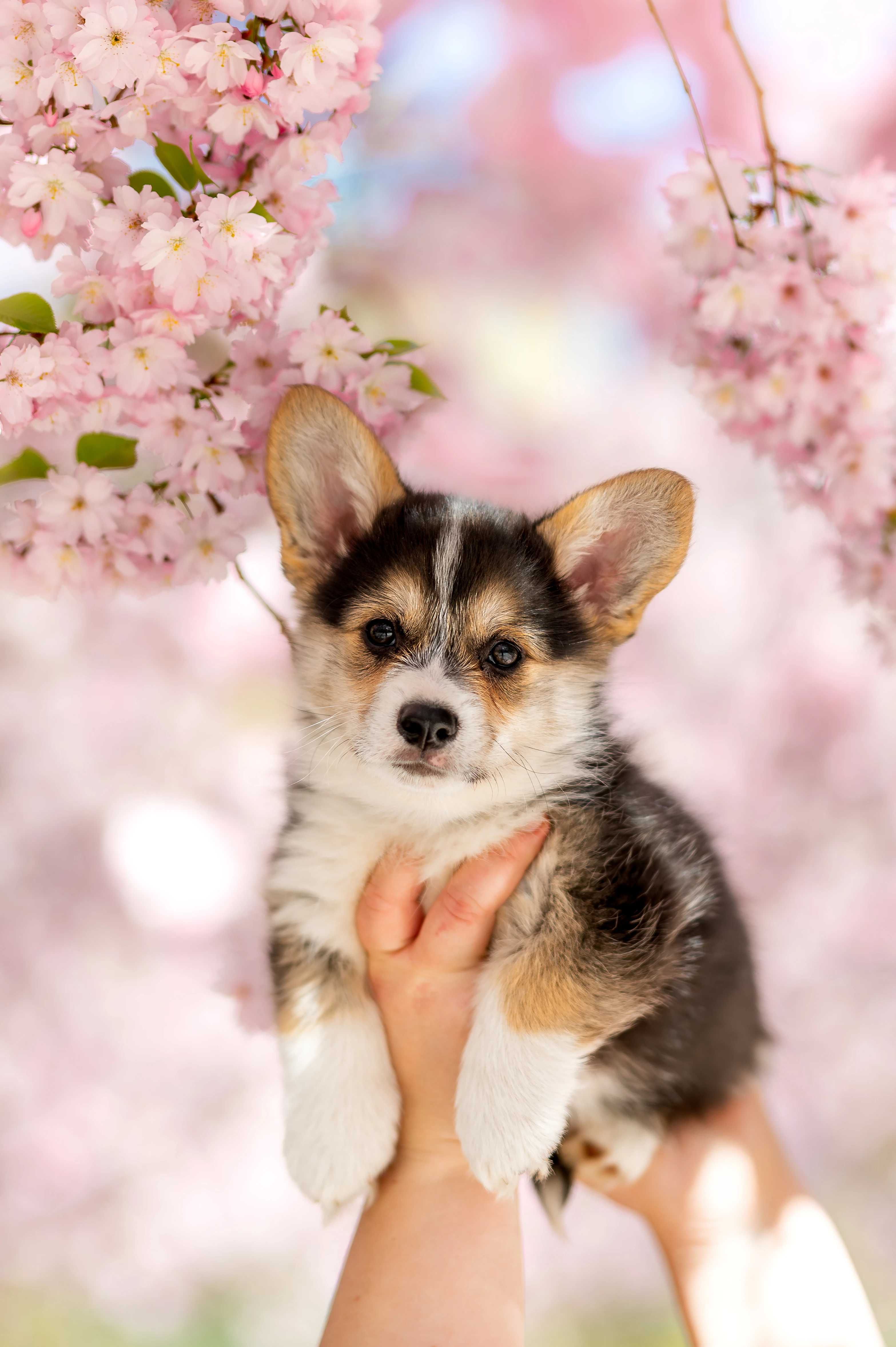 Štěňátka Welshcorgi Pembroke po pracovních rodičích