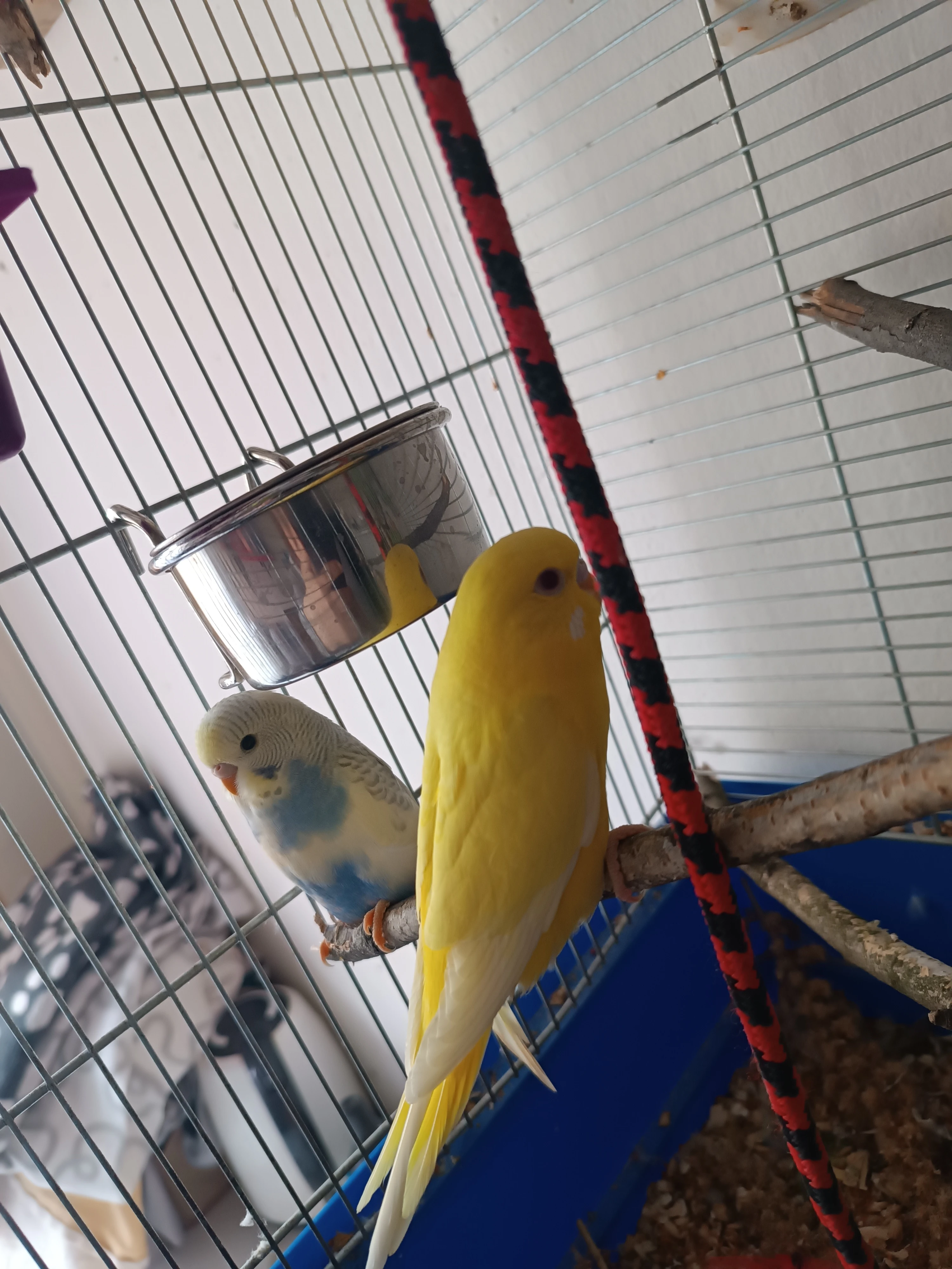 Scháním mladého samečka andulky vlnkované