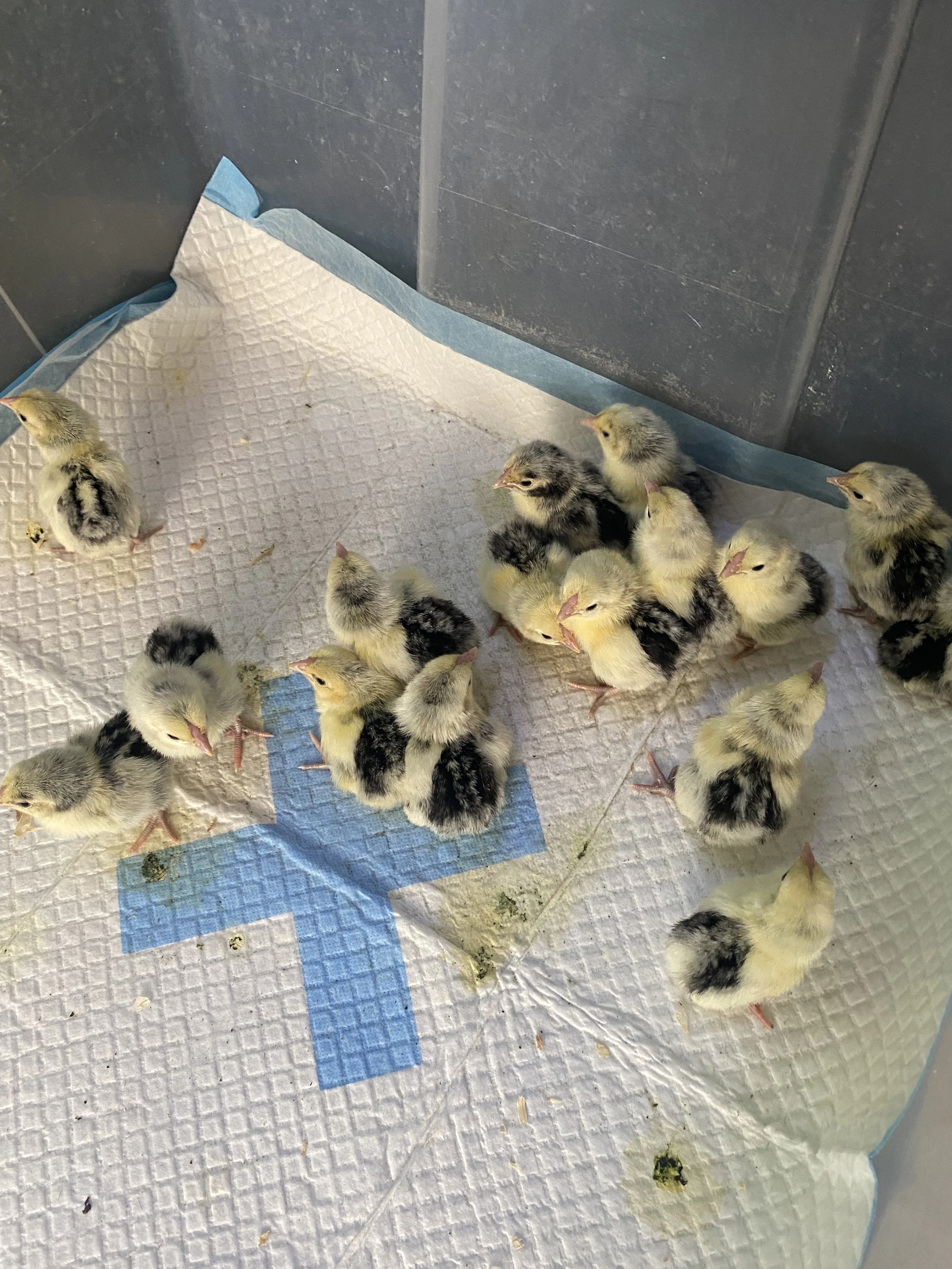 Hamburčanka zdrobnělá