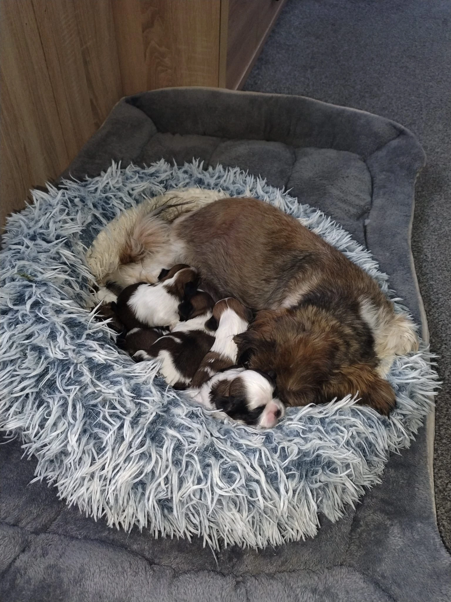 Štěňátka Shi-tzu