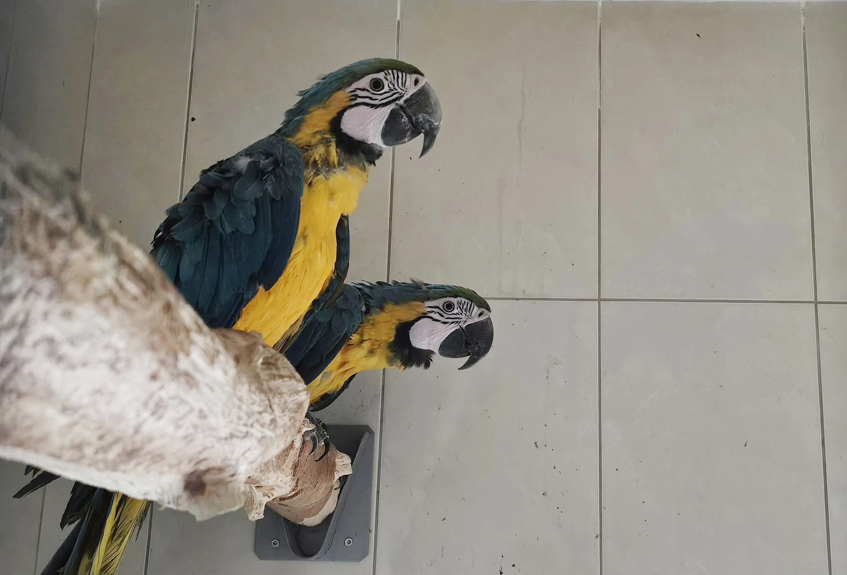 Ara ararauna 1,0 (2024) a 0,1 (2025) pod rodiči