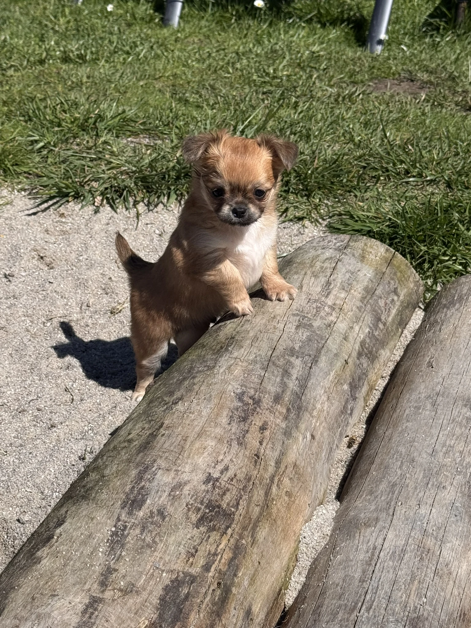 Čivava dlouhosrstá - pejsek s PP (FCI)