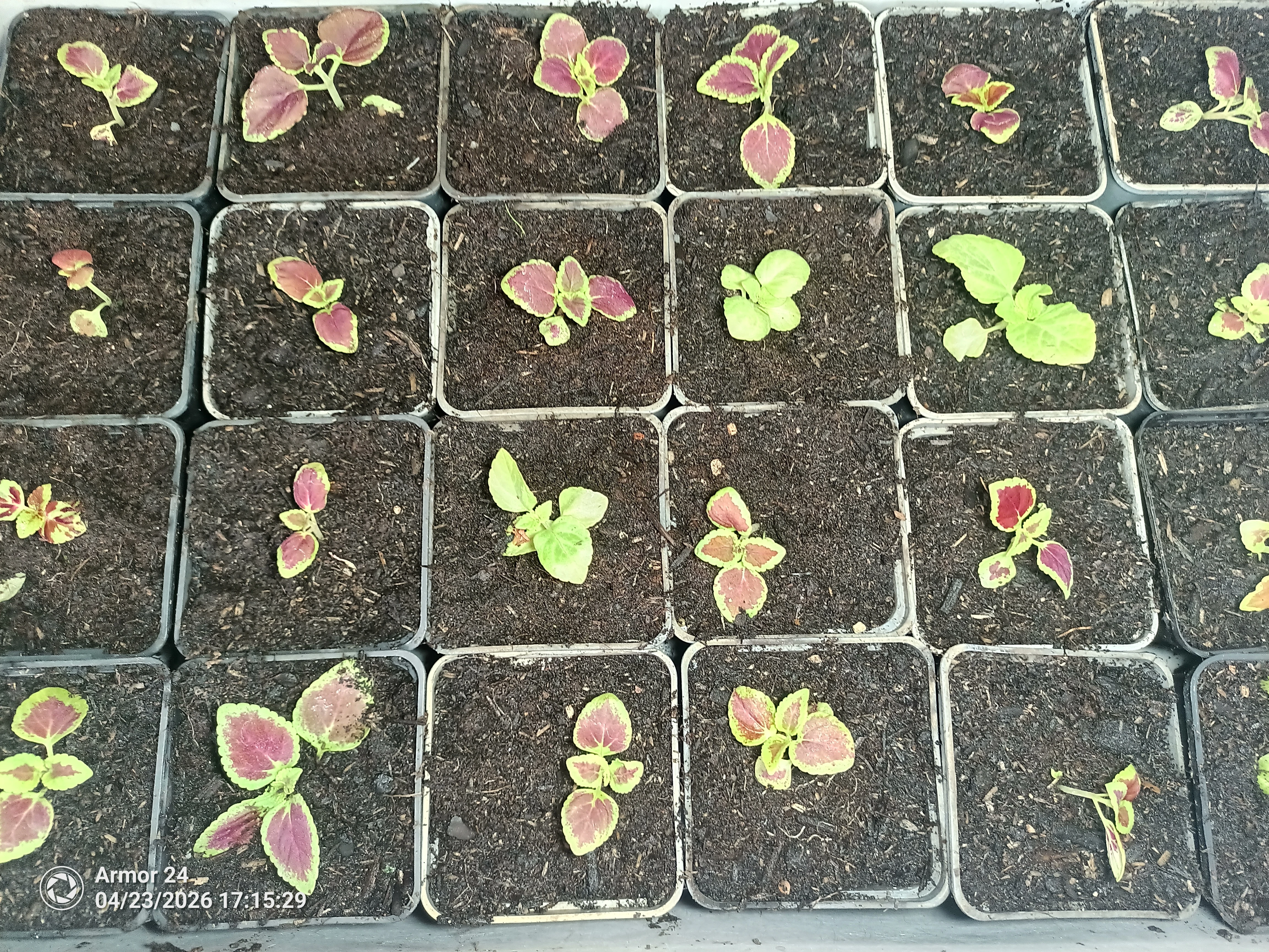 Coleus - Africká kopřiva