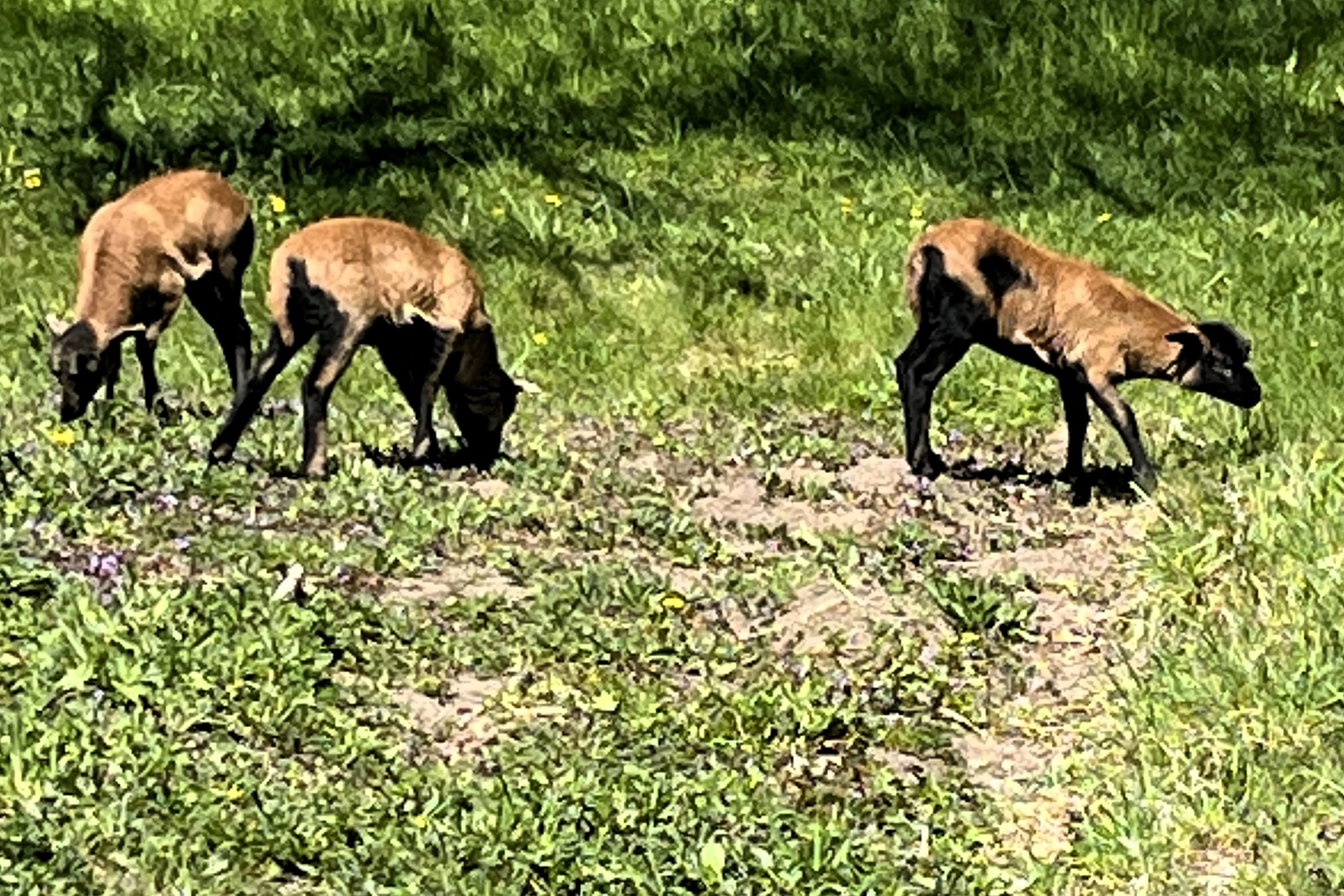 Prodám jehňata ovce kamerunské