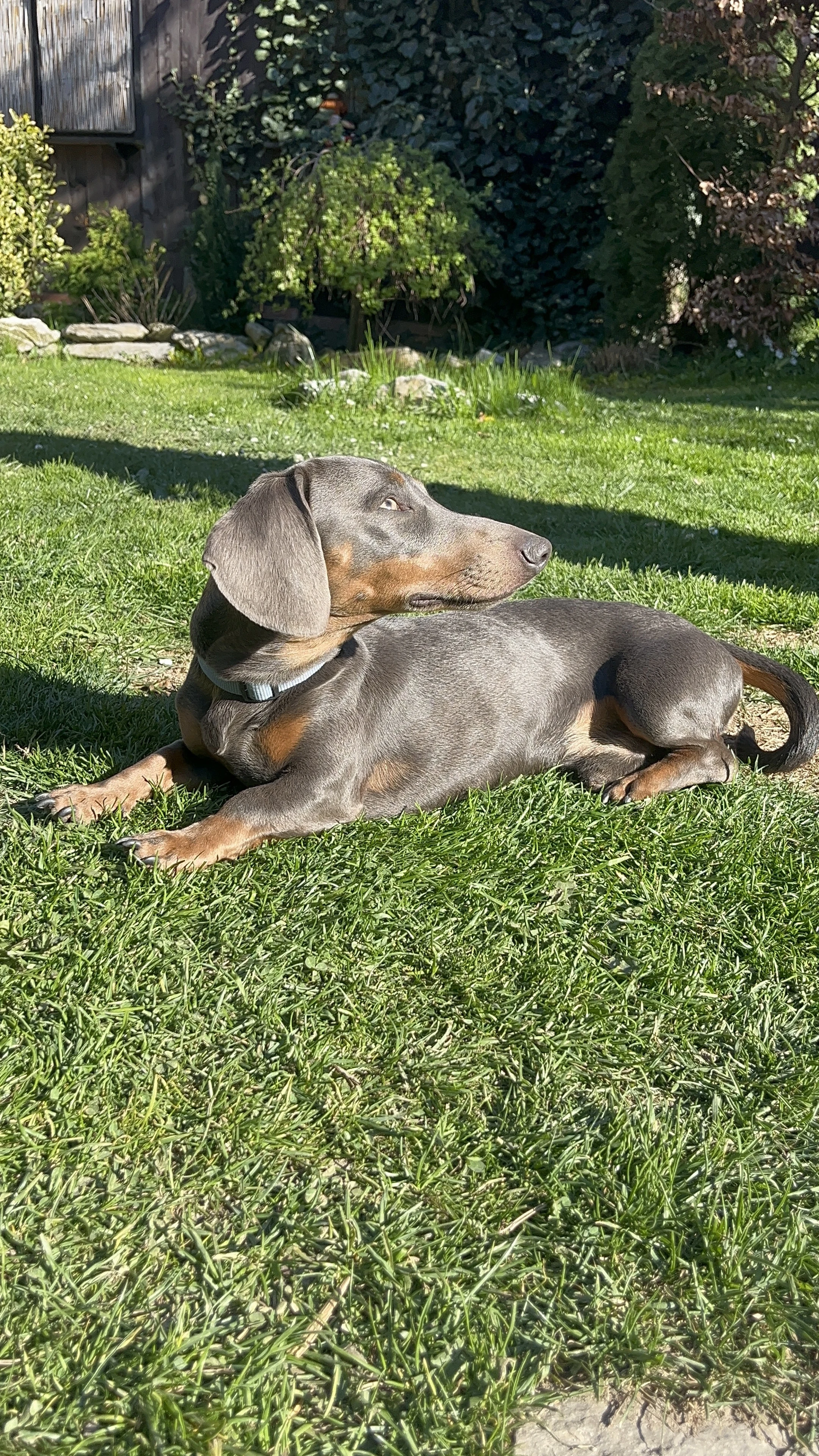 Jezevčík ke krytí