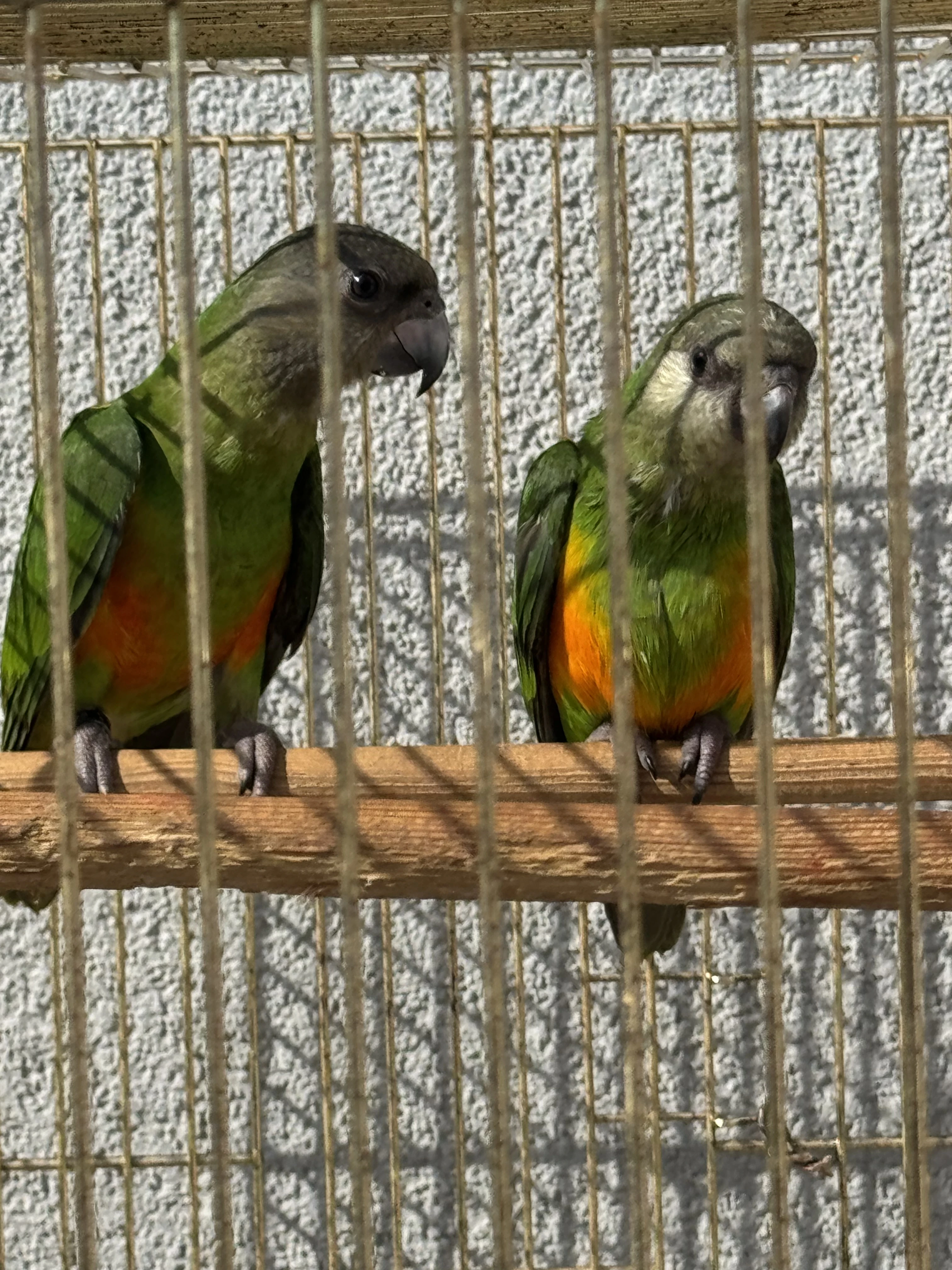 Papoušek senegalský