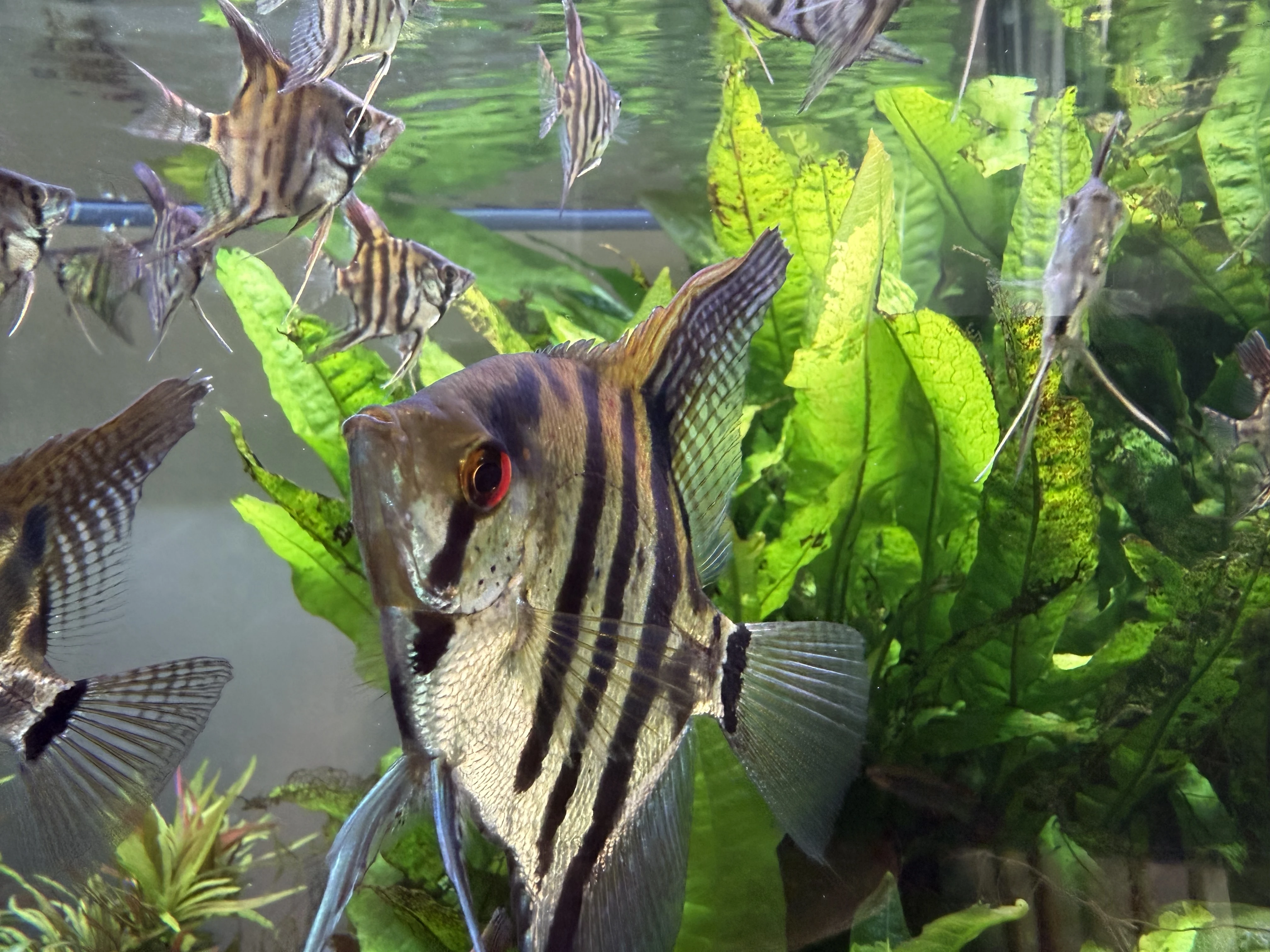 Skalára amazonská čtyřpruhová