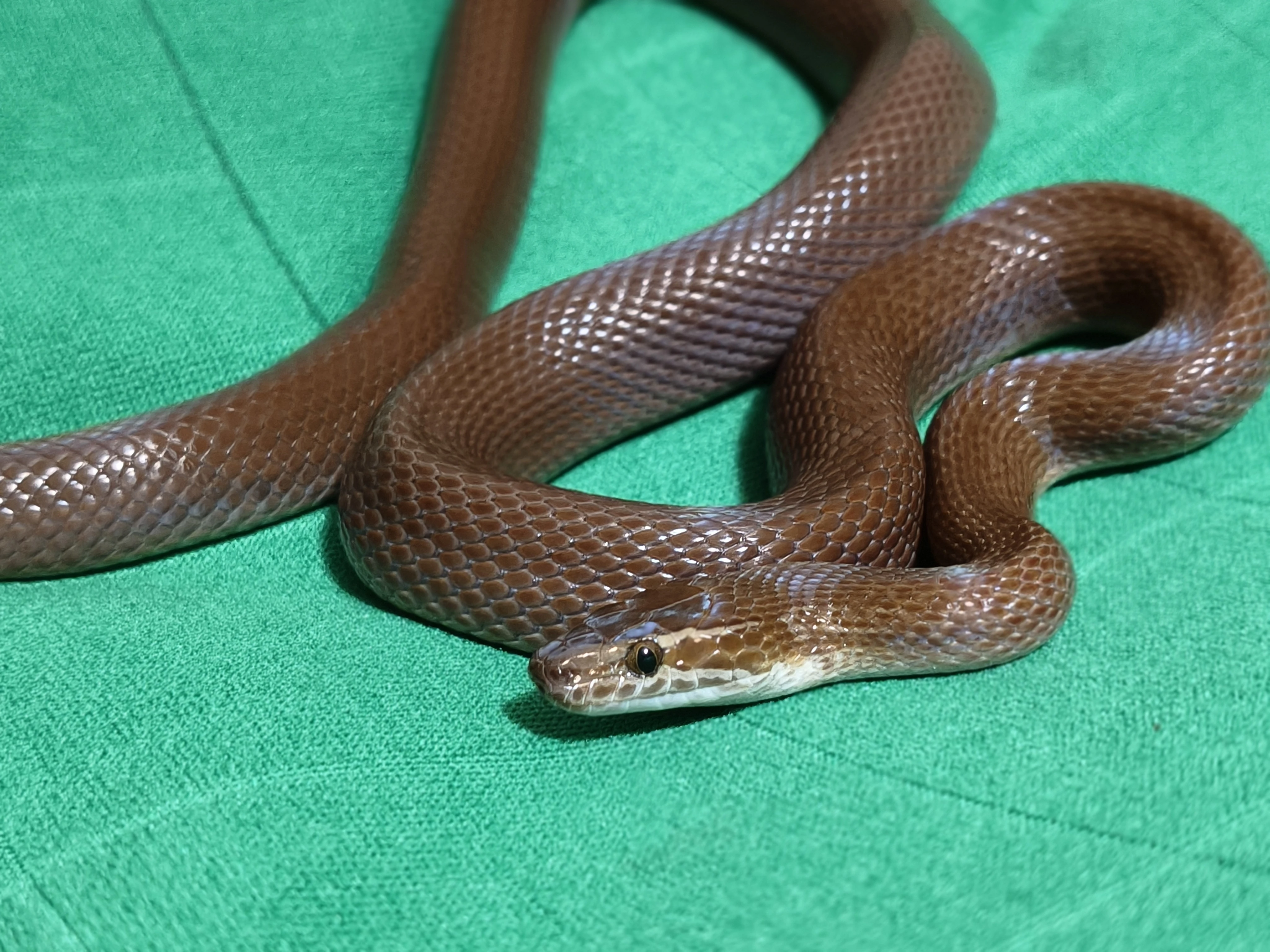 Užovka domácí africká