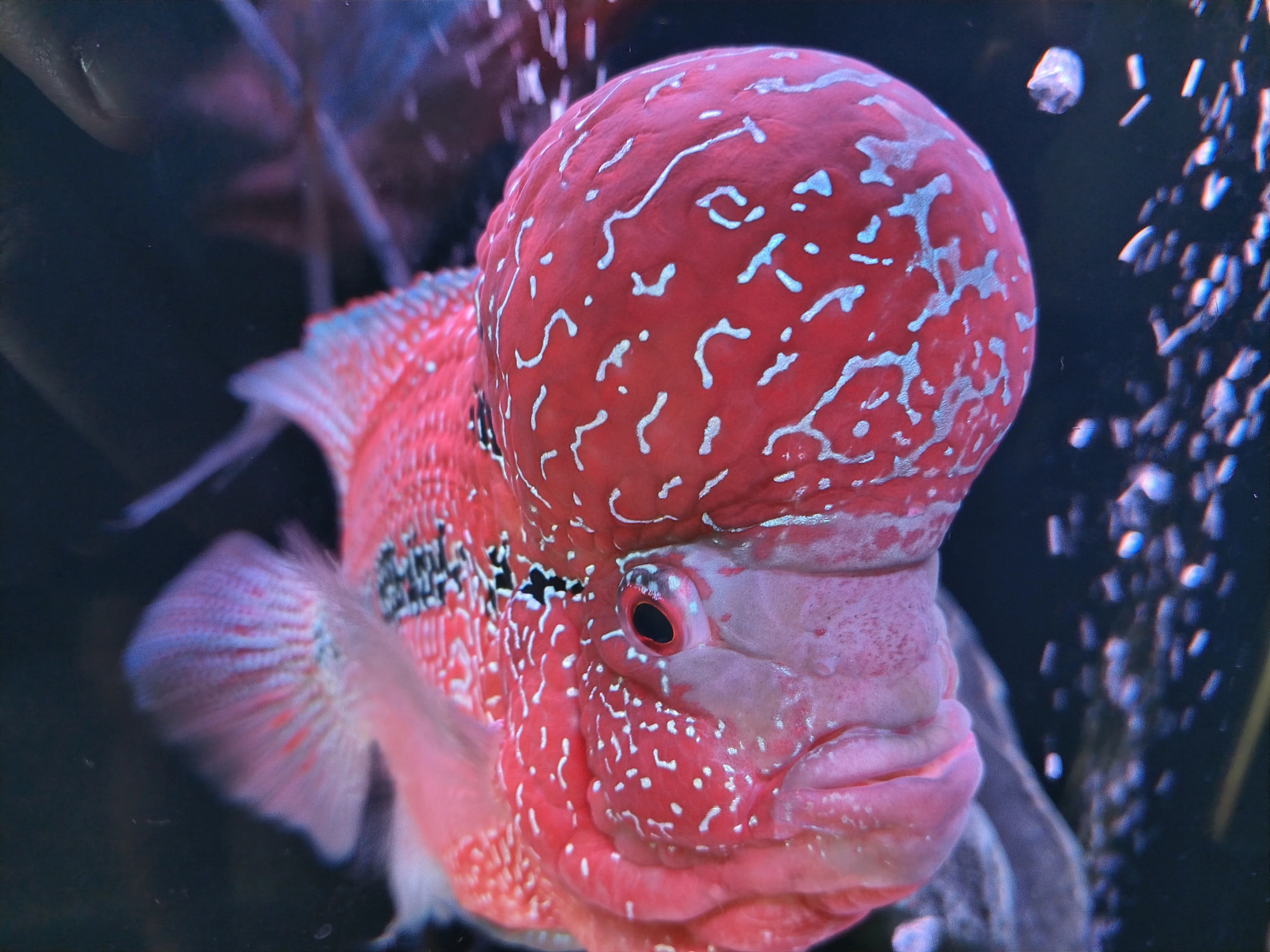 2.pary flowerhorn fish