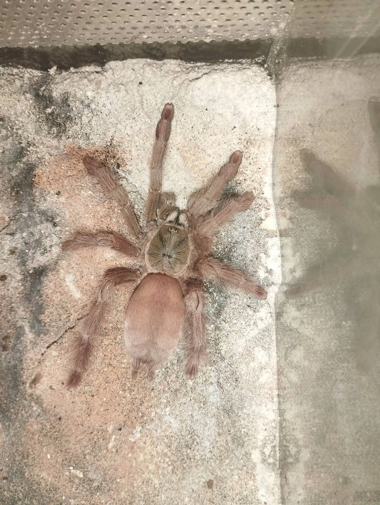 Nabídka sklípkanů – redukce chovu