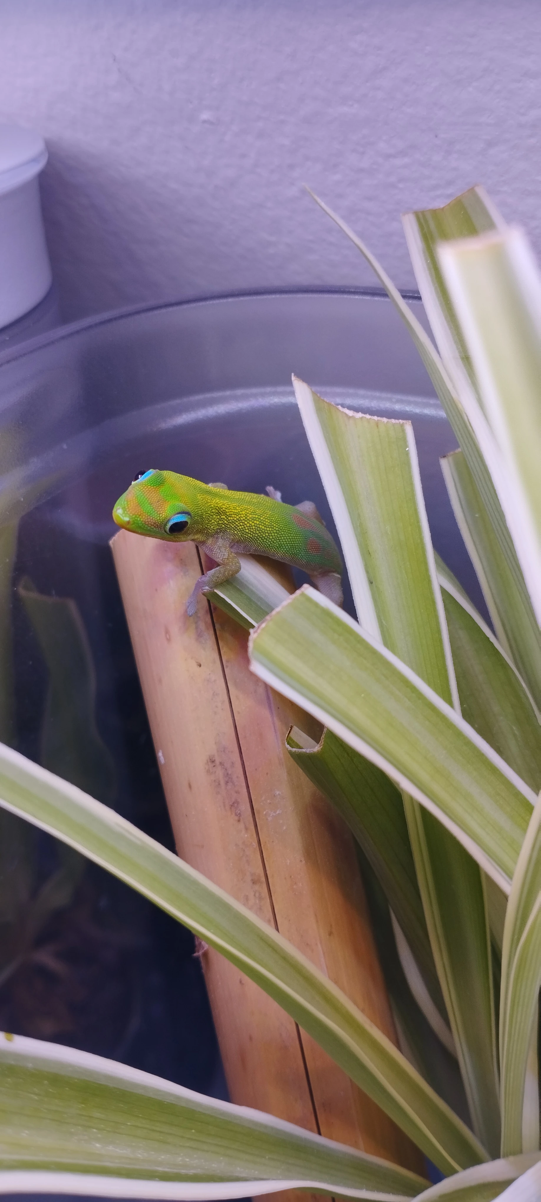 Phelsuma laticauda