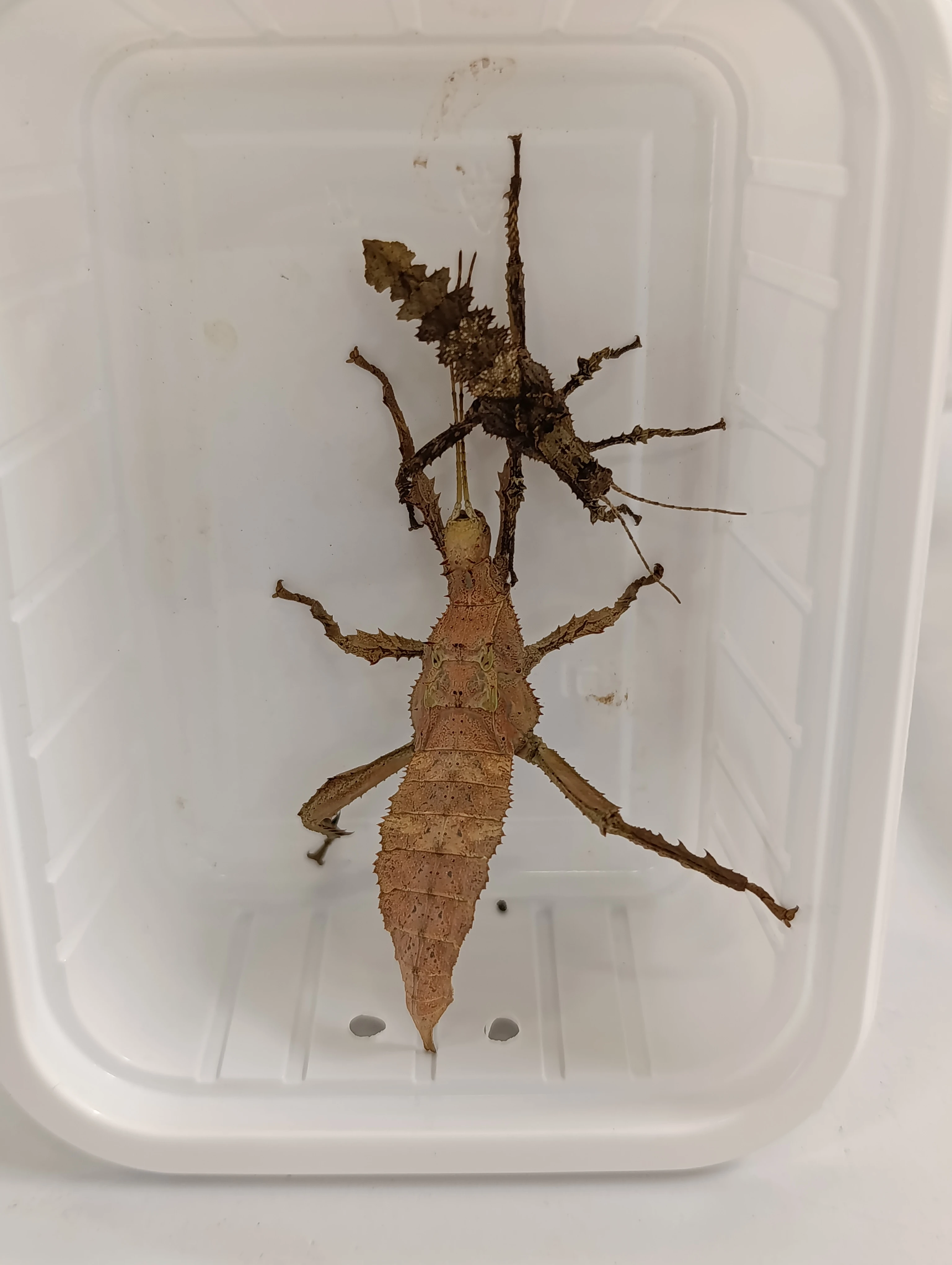 Heteropteryx dilatata