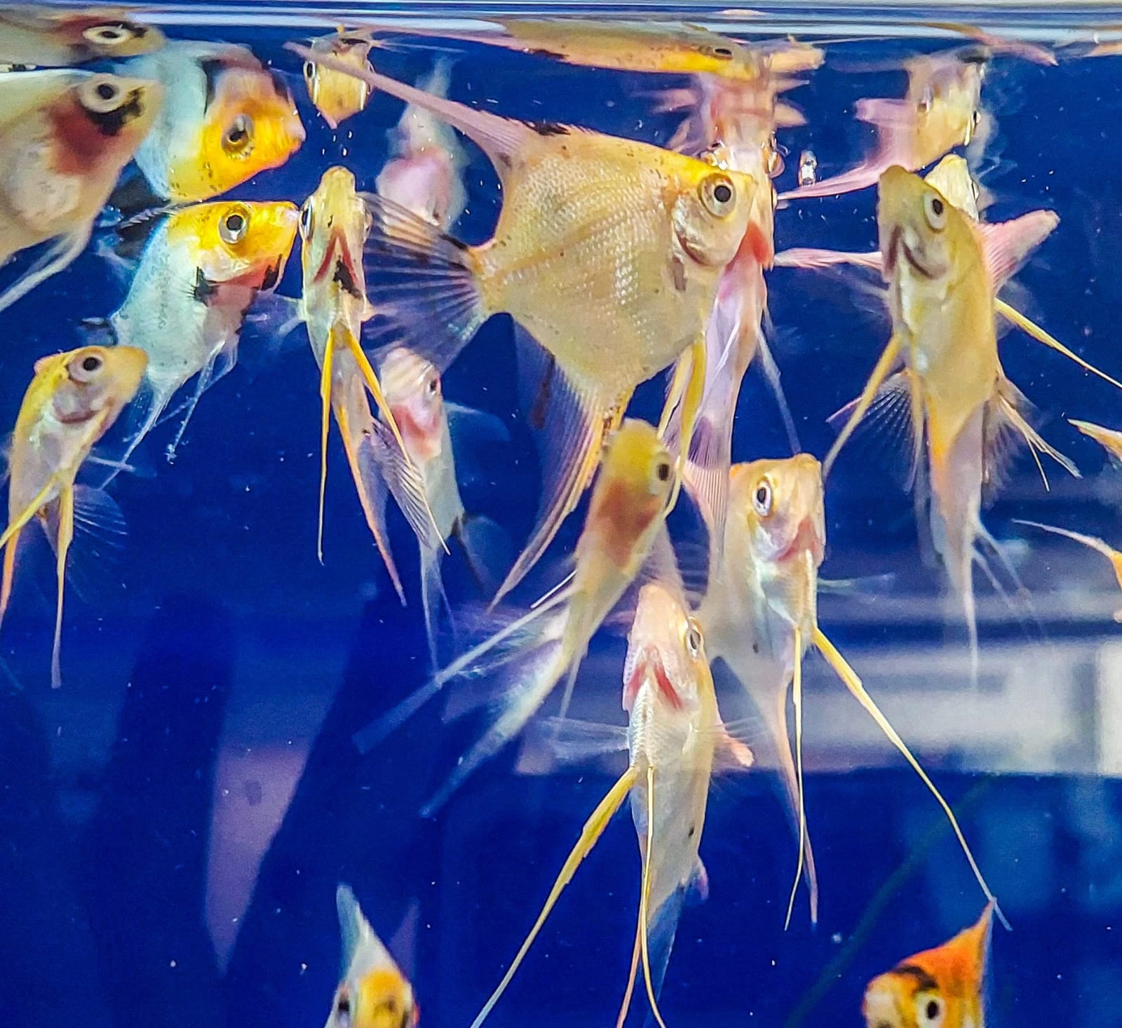 Prodám skaláry amazonské KOI