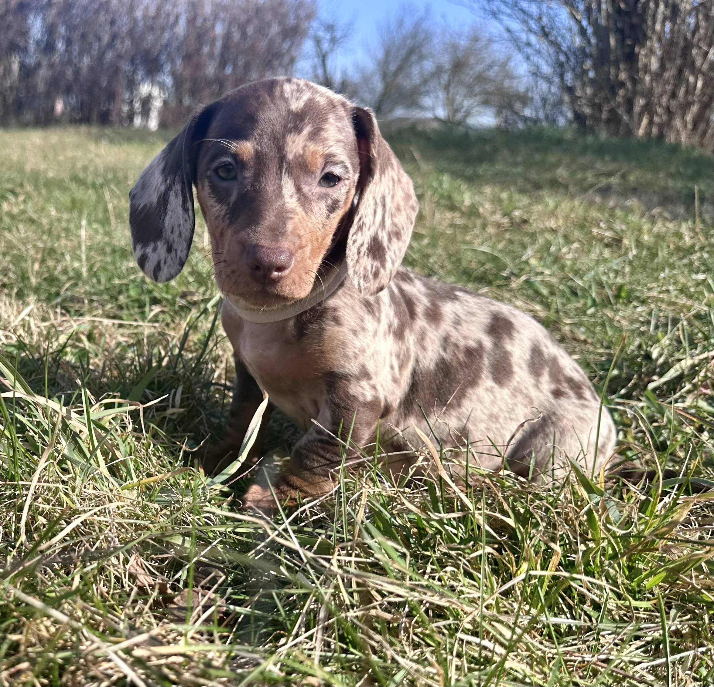 Jezevčík hladkosrstý trpasličí