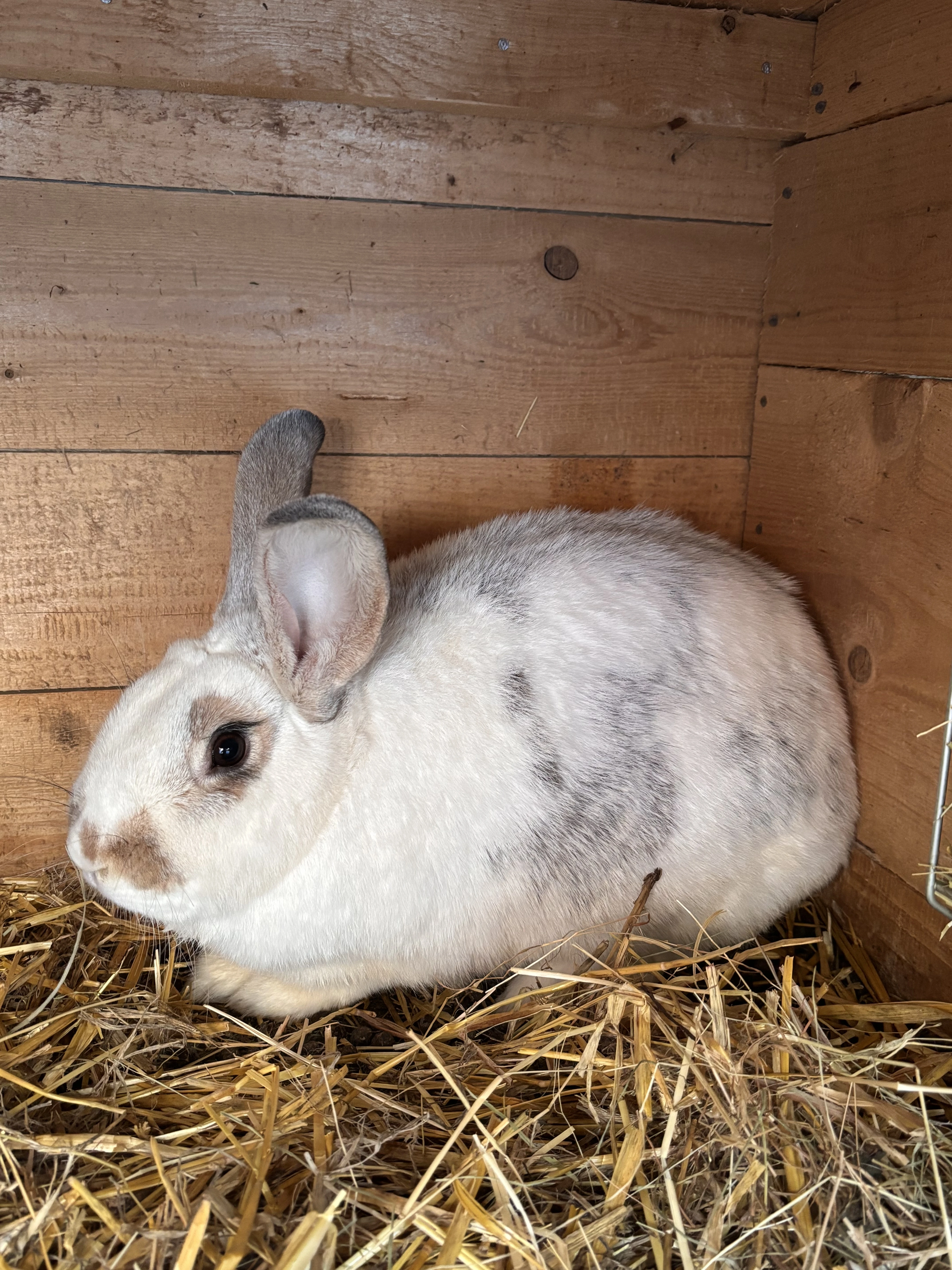 Prodám kříženku Nos x VSS