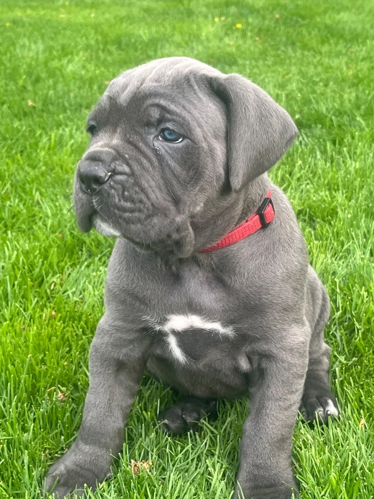 Cane Corso