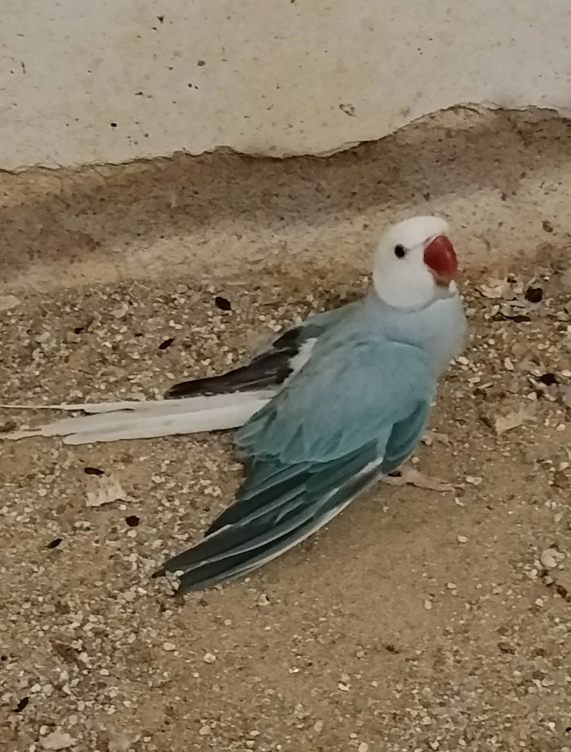 Prodám ručně dokrmené Al.malý HO.