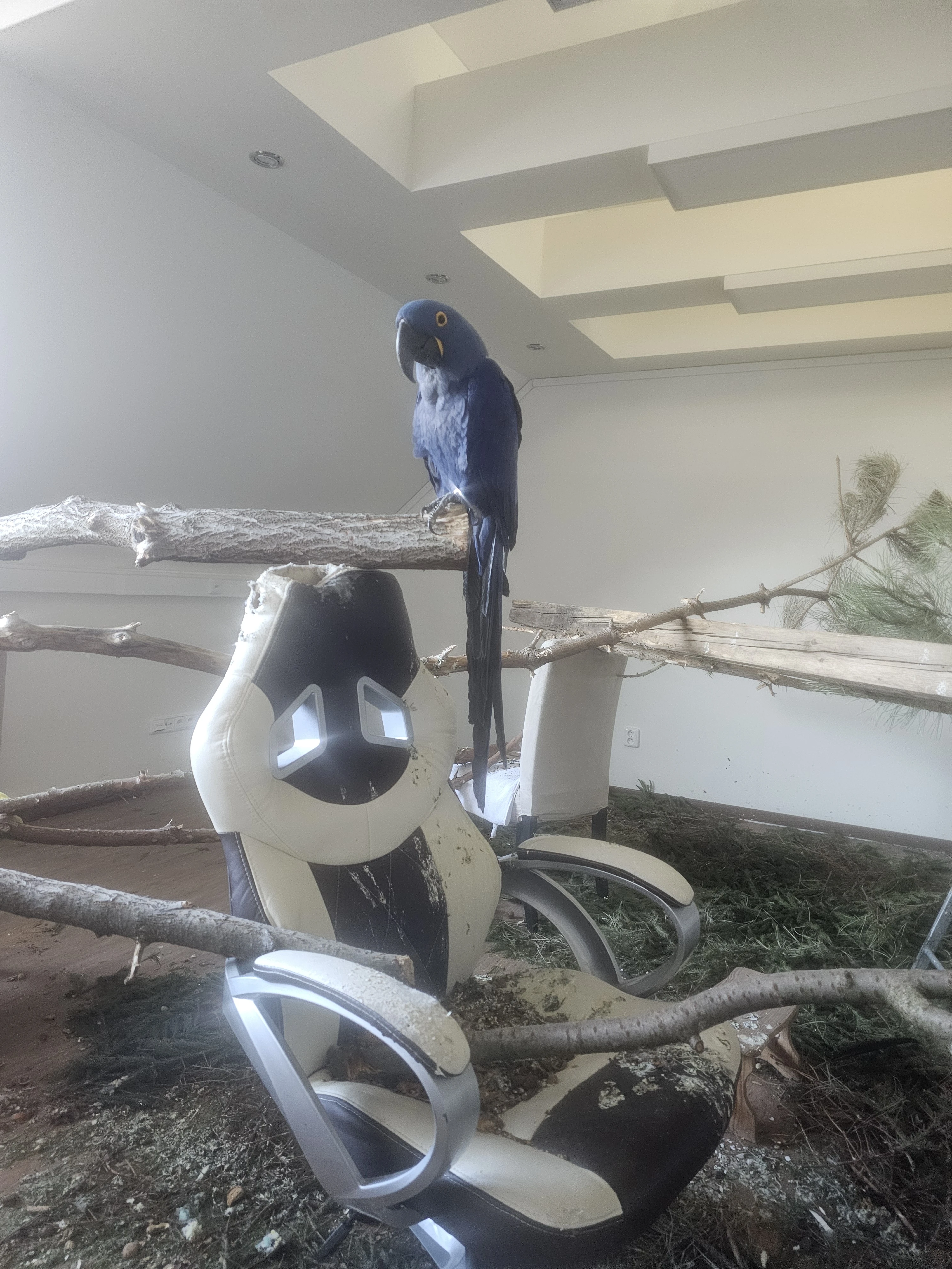 Pár Ara Hyacintový