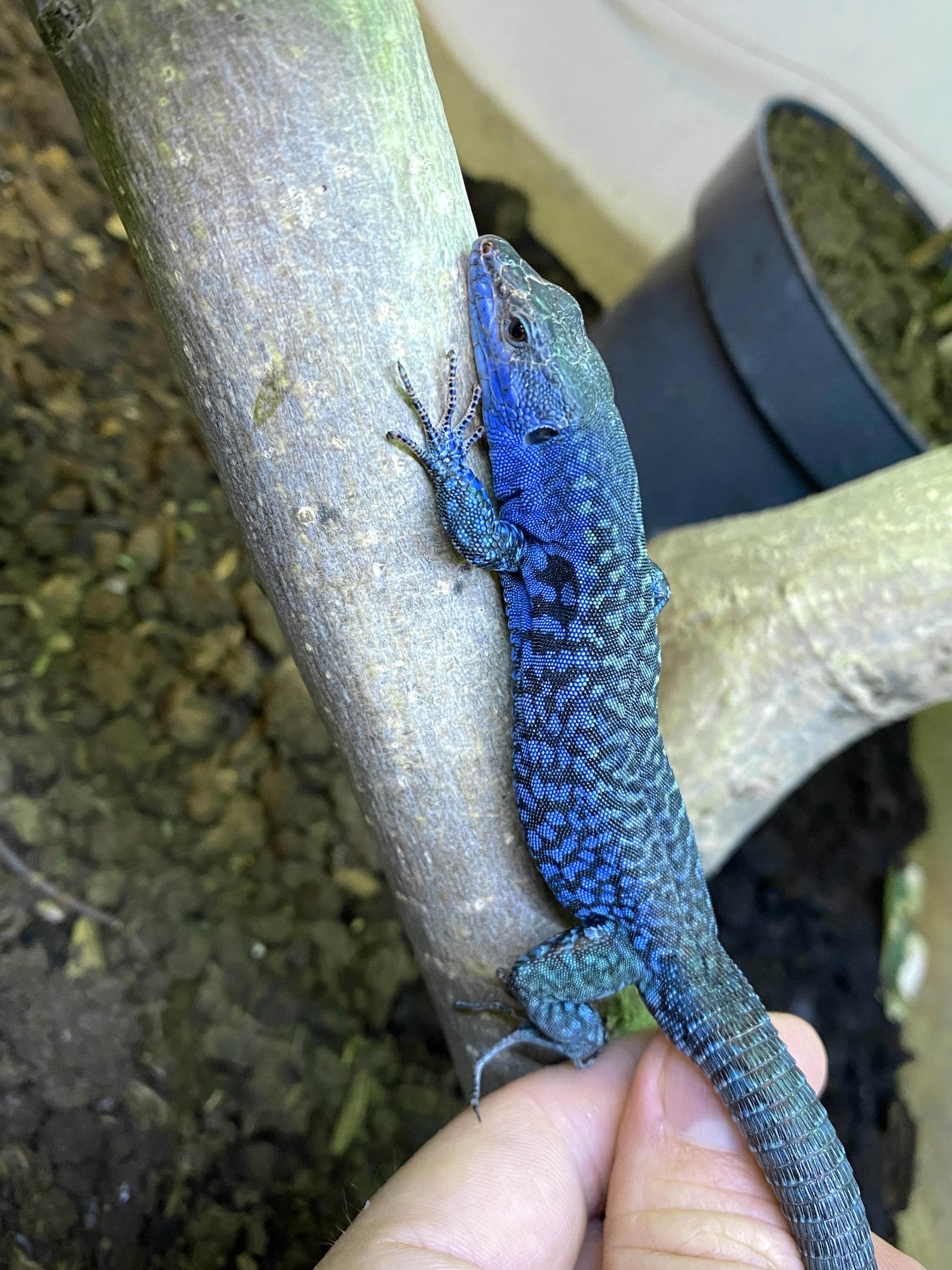 Podarcis Sicula Paulae Adult