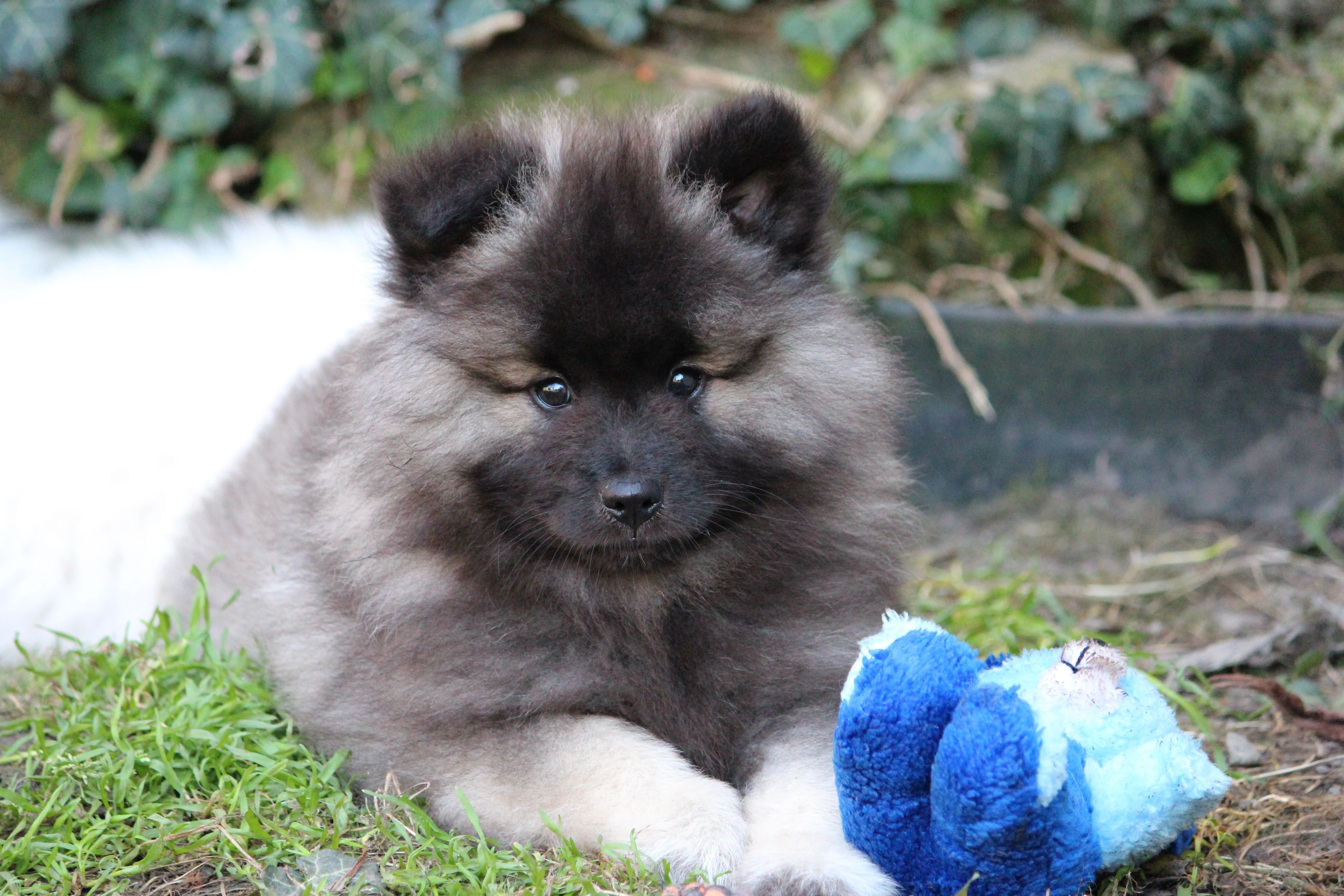 Německý špic vlčí/ keeshond prodám štěňata s PP