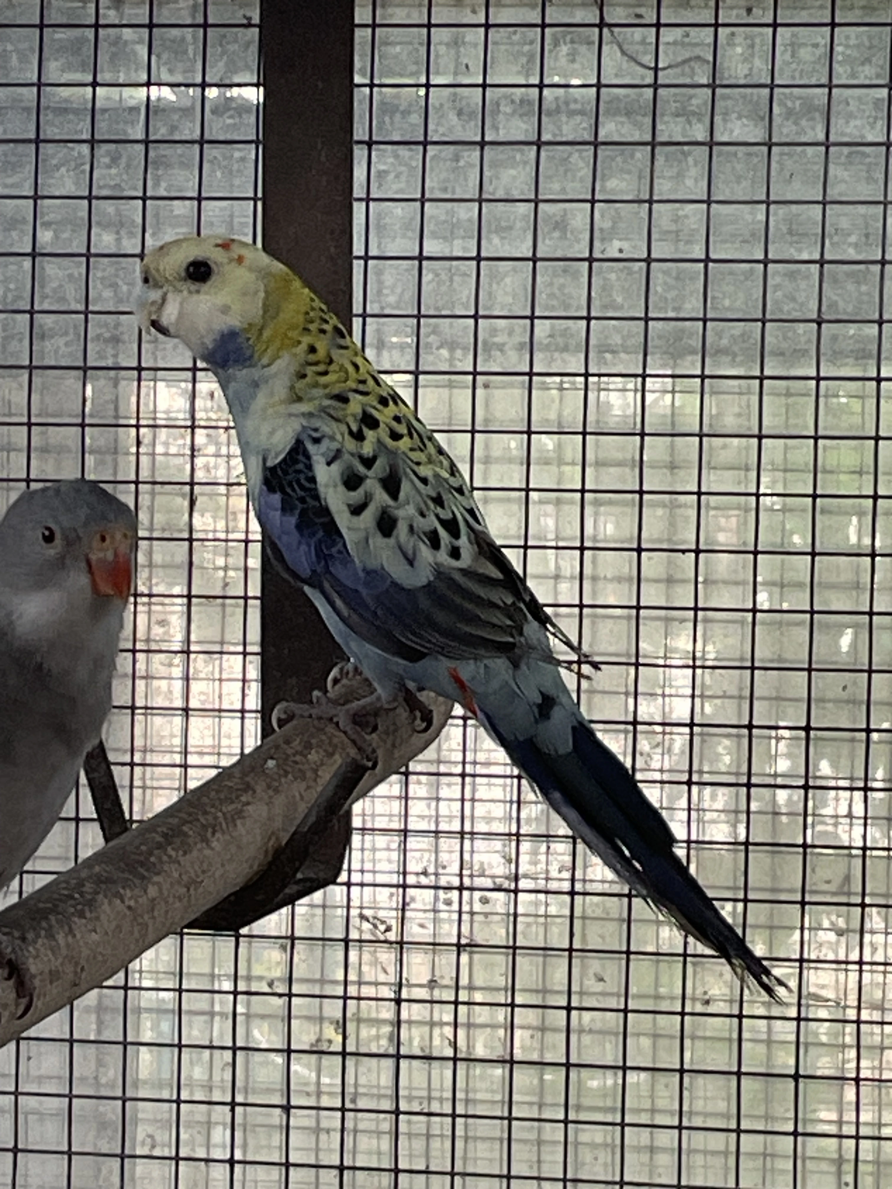 Prodám roselu žlutohlavou